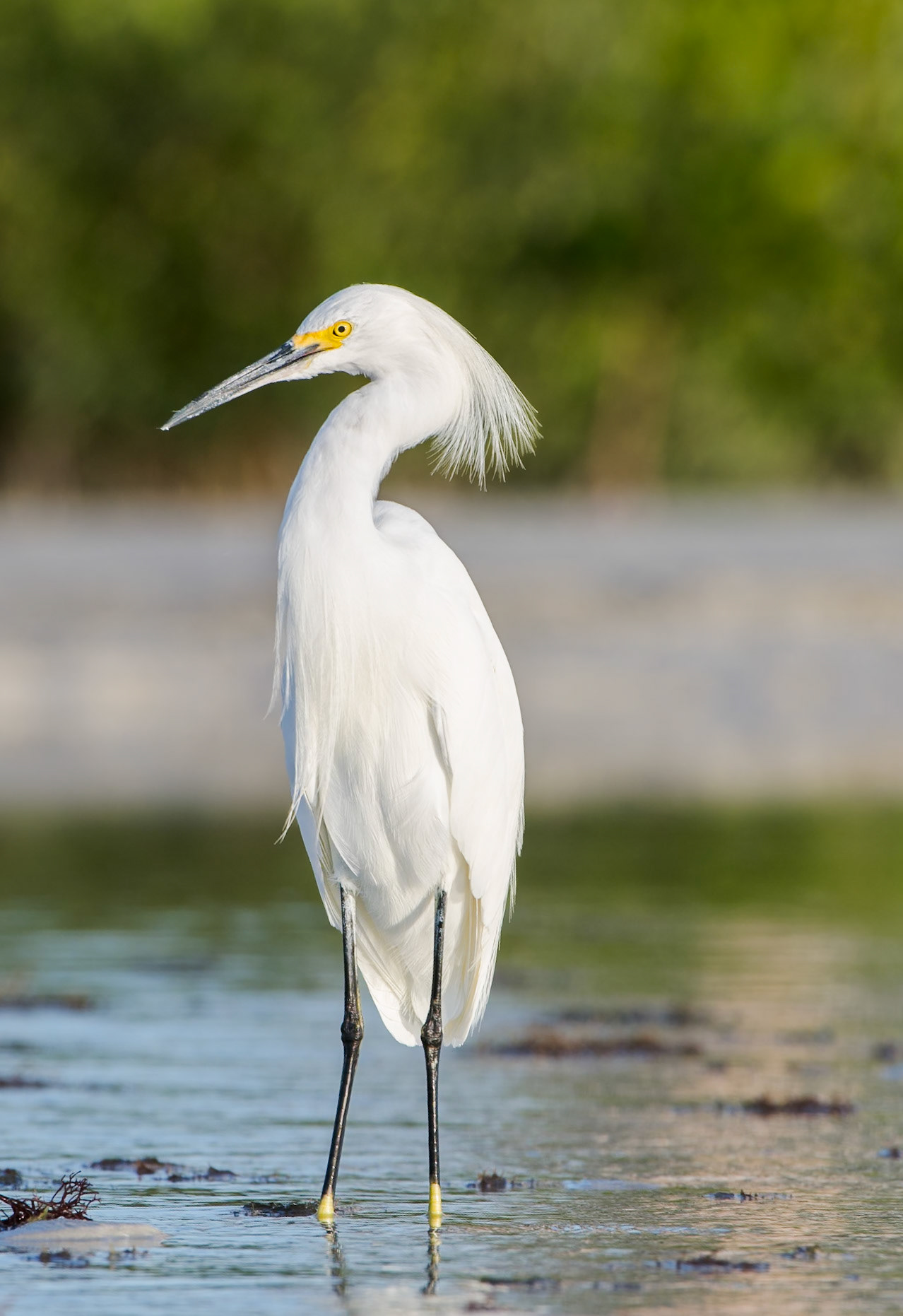Schmuckreiher - bin ich nicht schön !