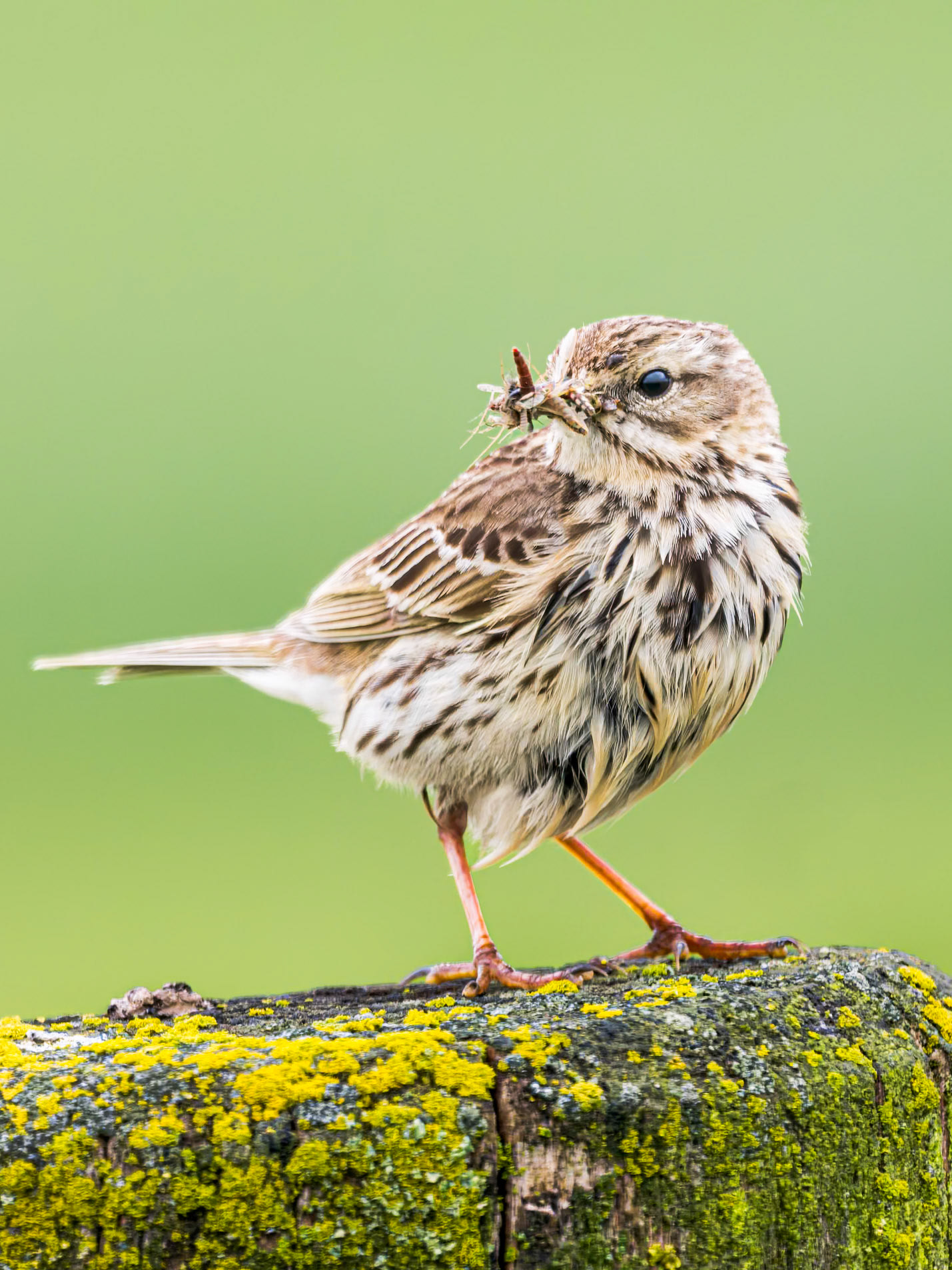 Wiesenpieper mit "fetter" Beute