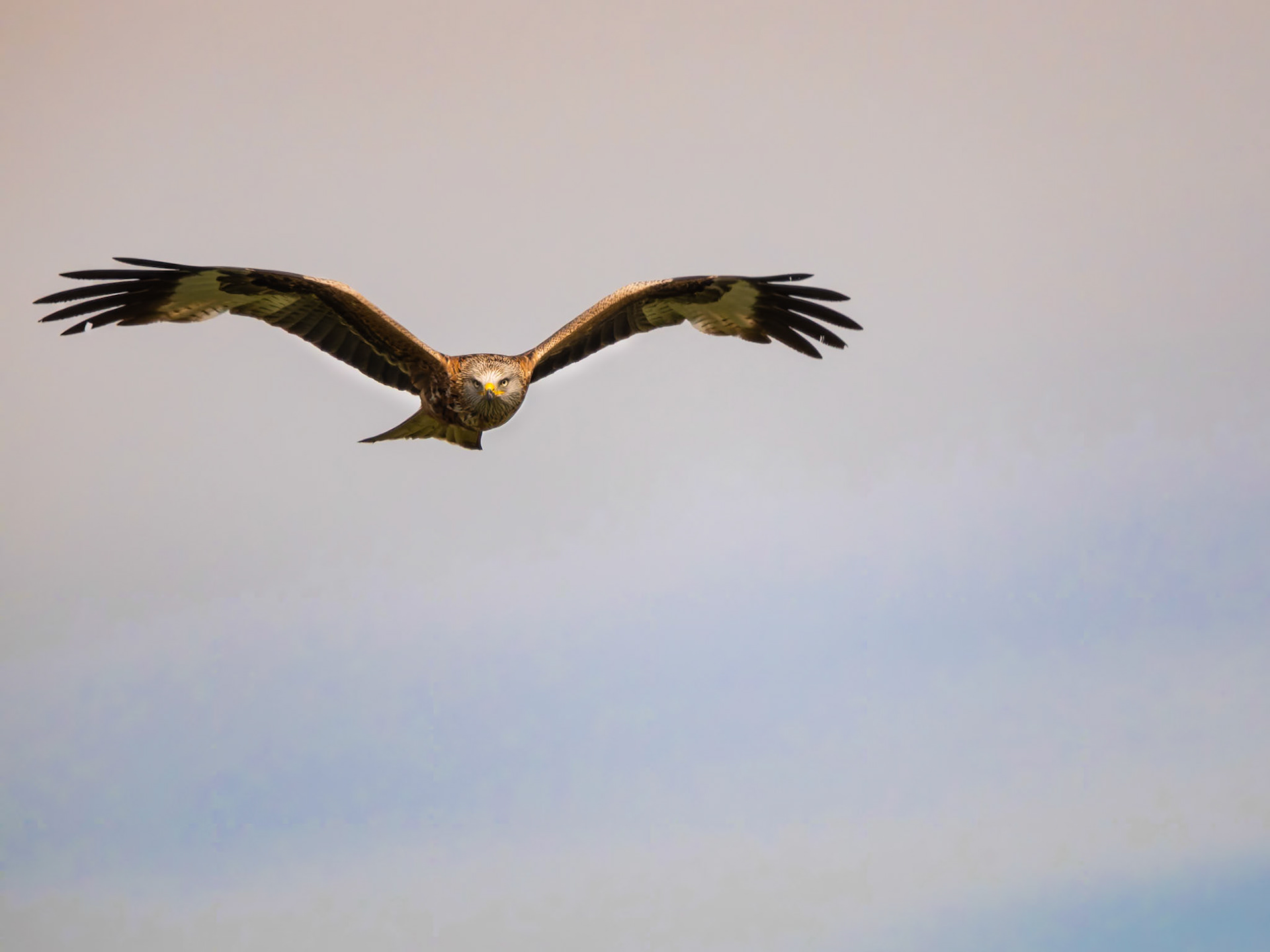 spaniscsher Kaiseradler im Flug
