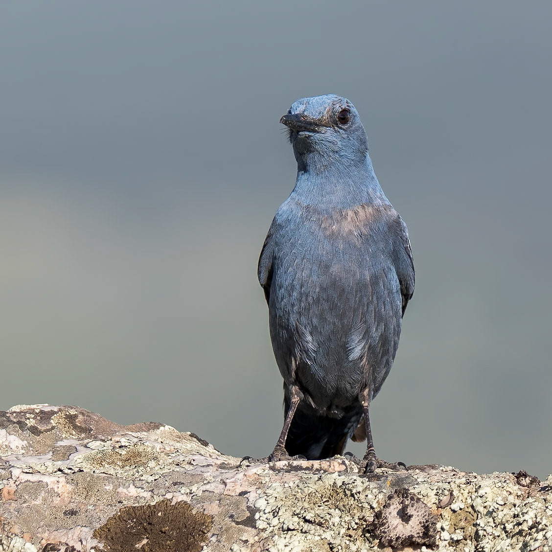 Blaumerle ( angefüttert )