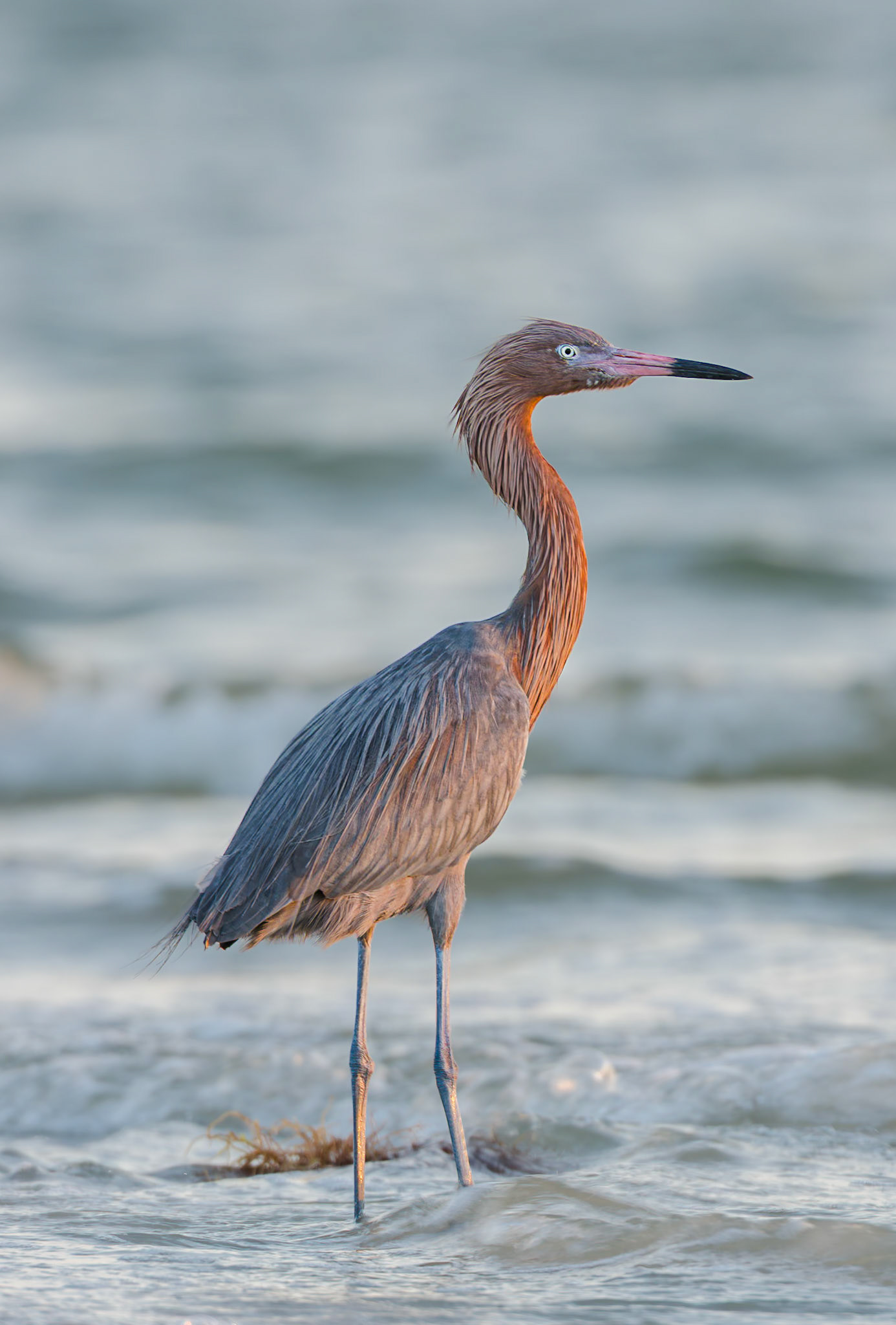 Rötelreiher am Meer