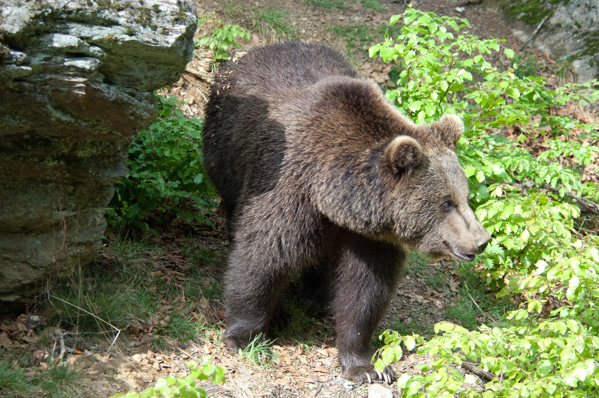 Braunbär