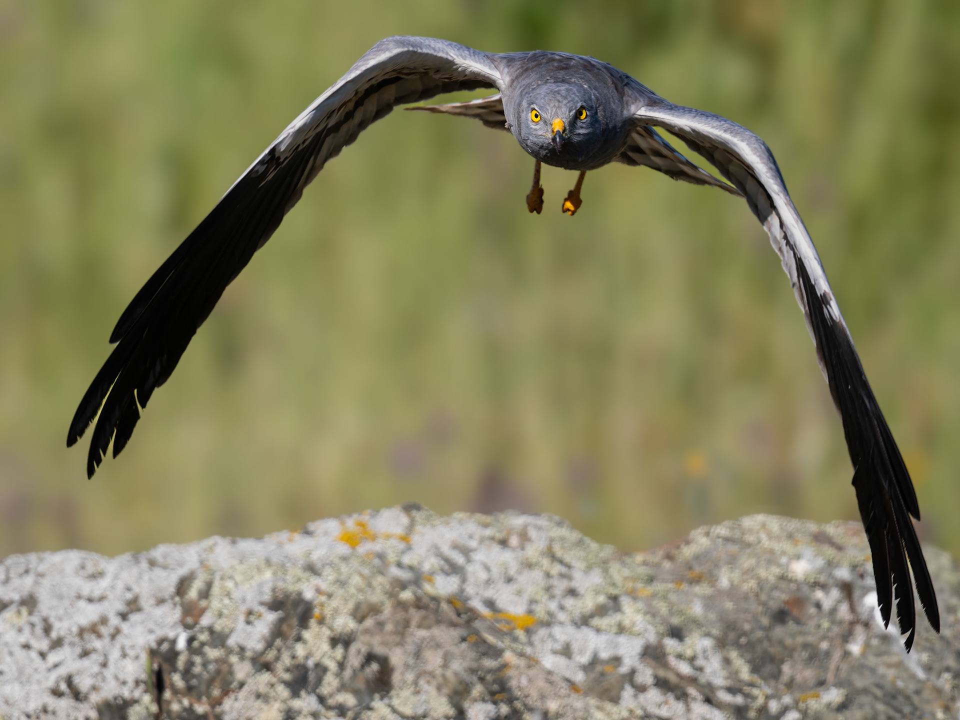 Wieseweihe im Flug
