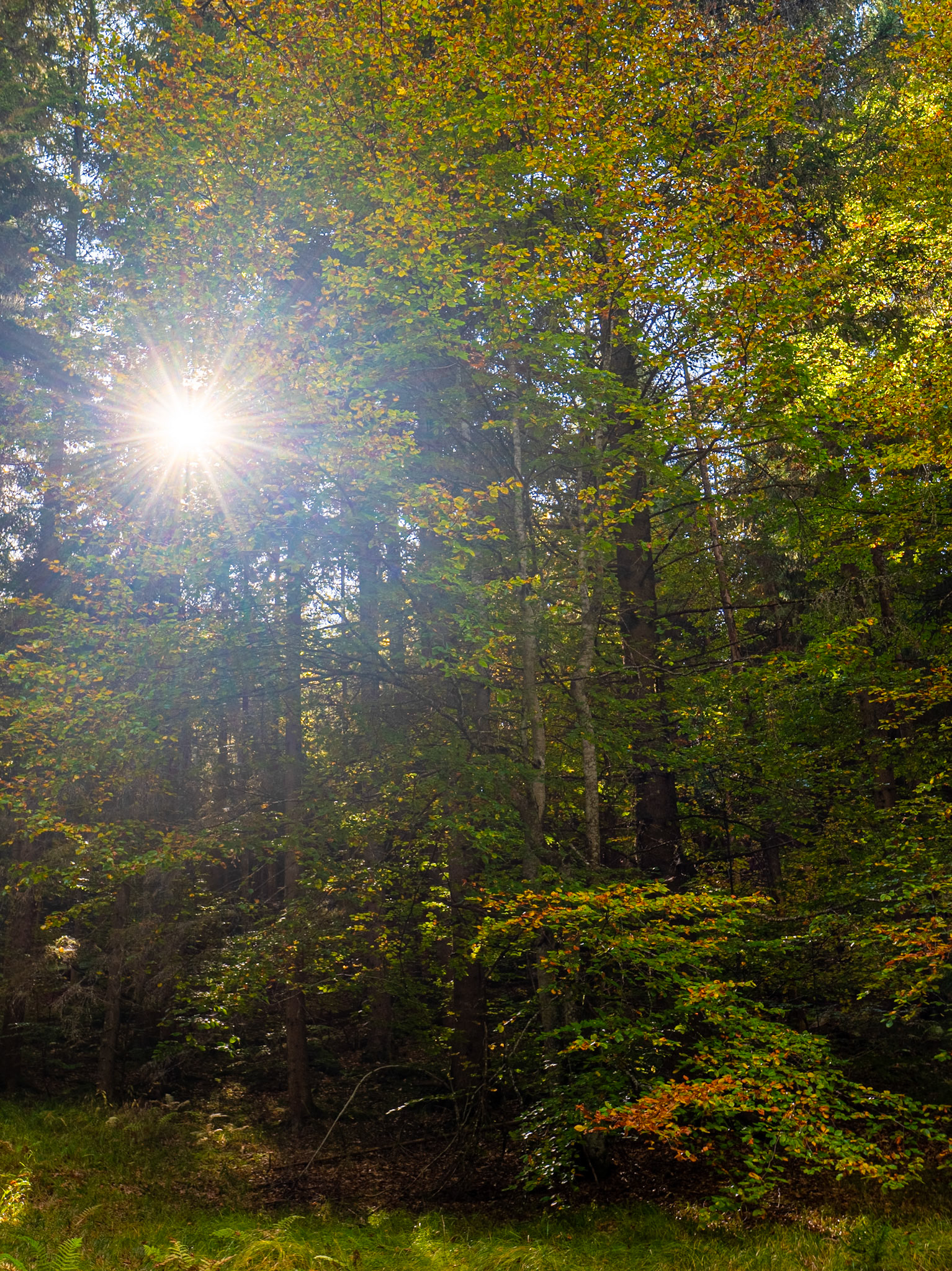 Sonenstern im Herbst