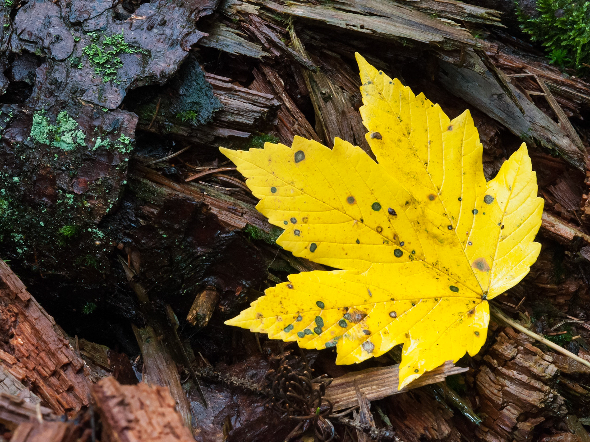 Ahornblatt im Herbst