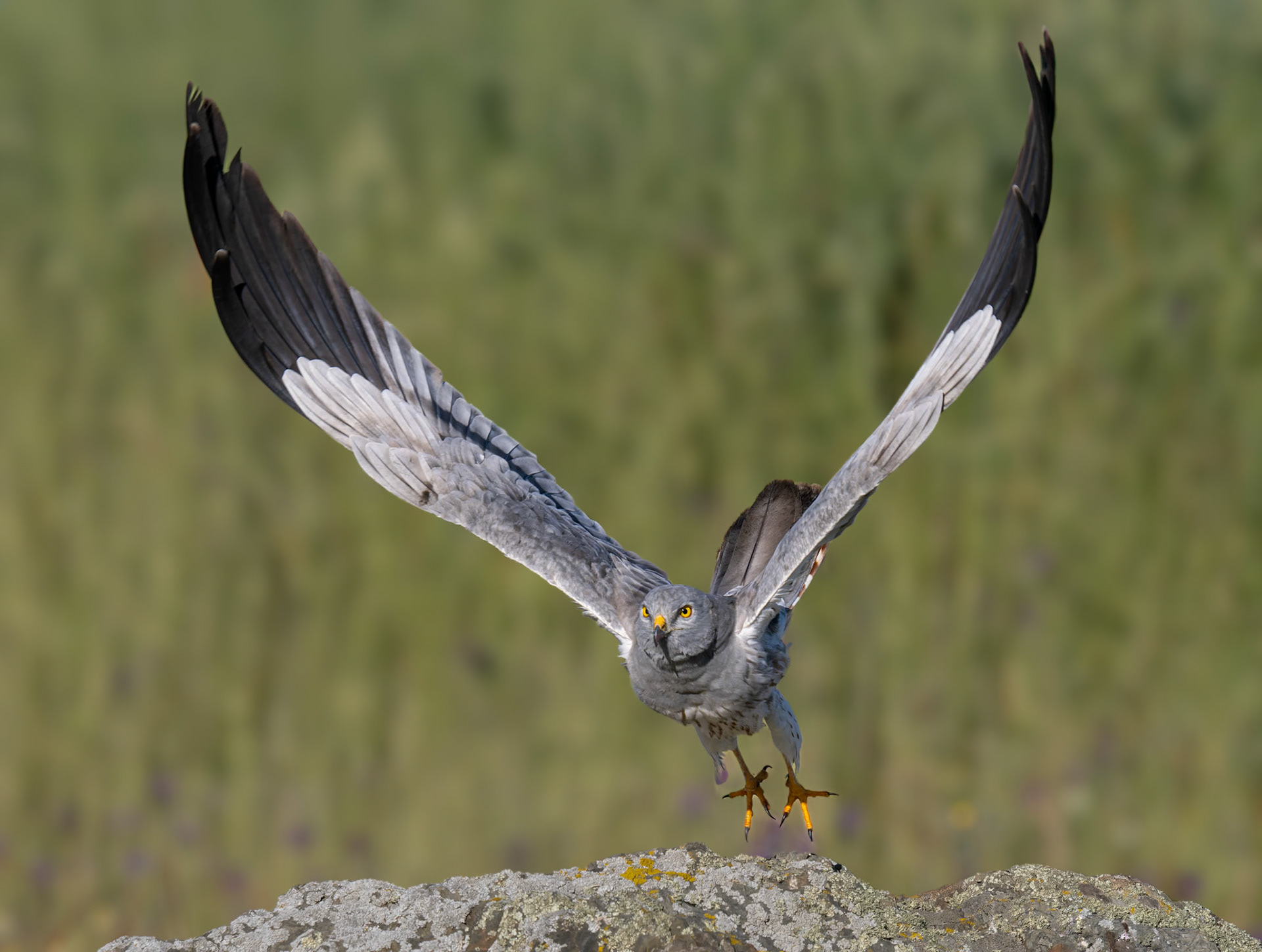 Wiesenweihe im Abflug