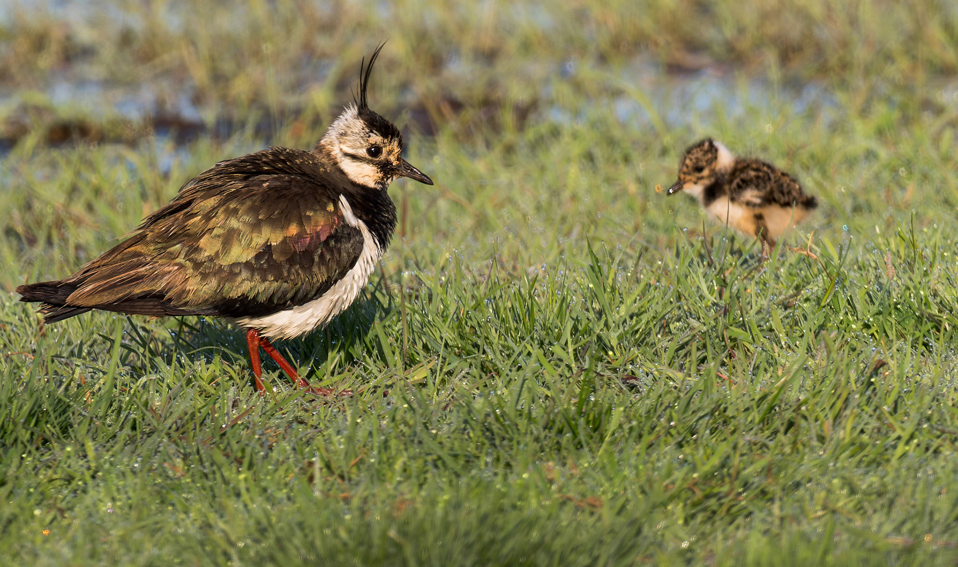 Frau Kiebitz mit Jungem