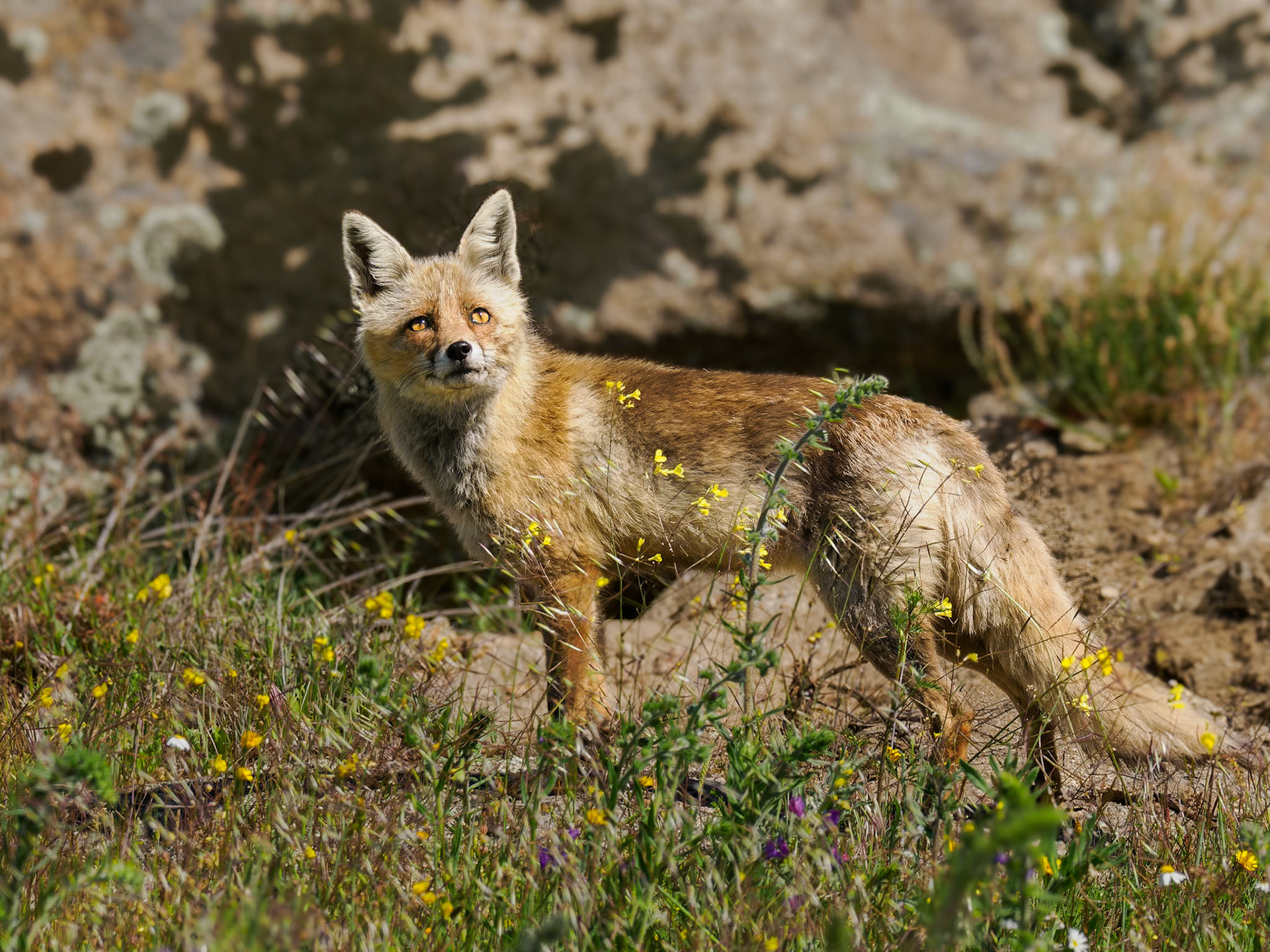mutiger Rotfuchs in Blumenwiese