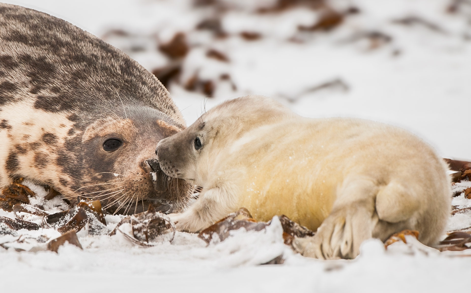 Kegelrobbe mit Jungem