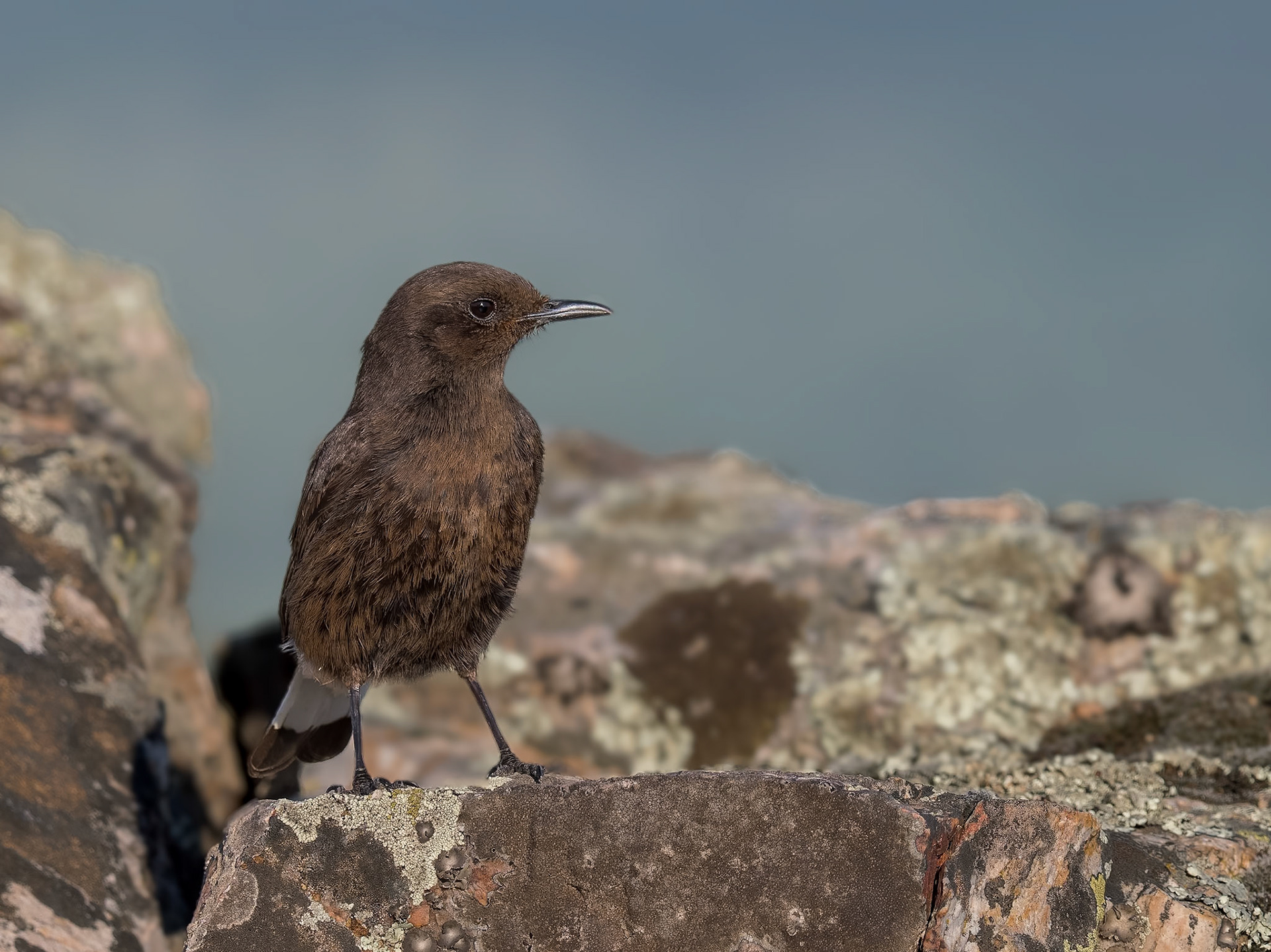 Trauersteinschmätzer ( angefüttert )