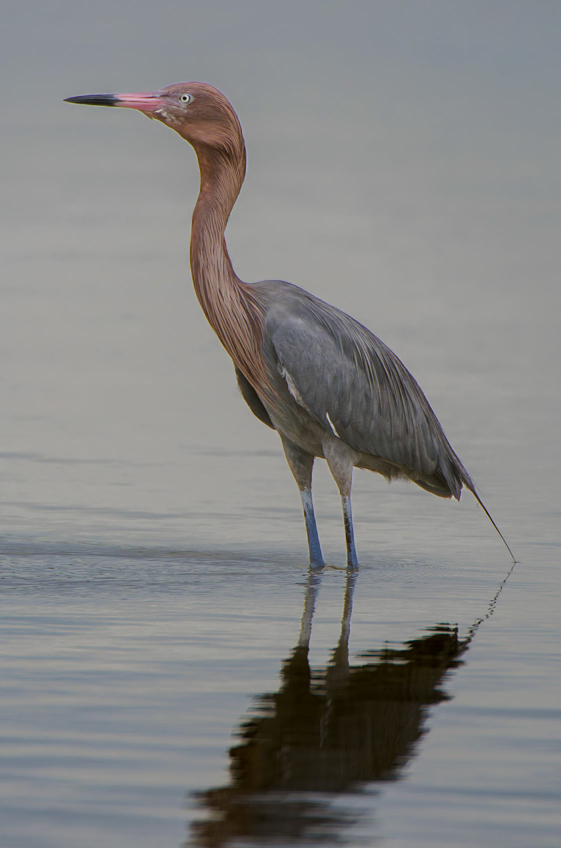 Dreifarbenreiher
