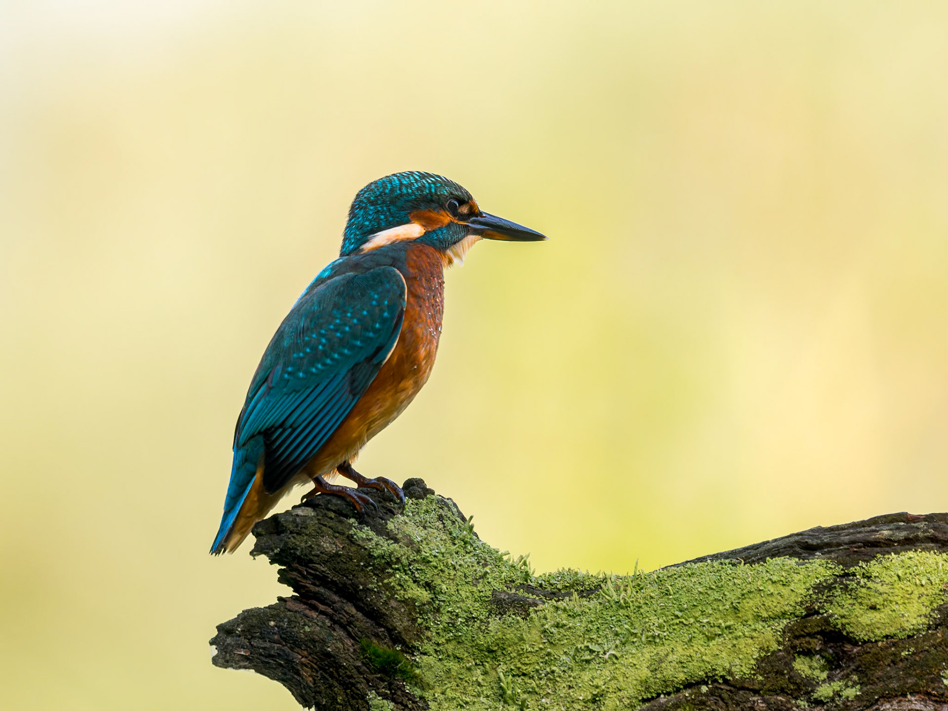 Eisvogel