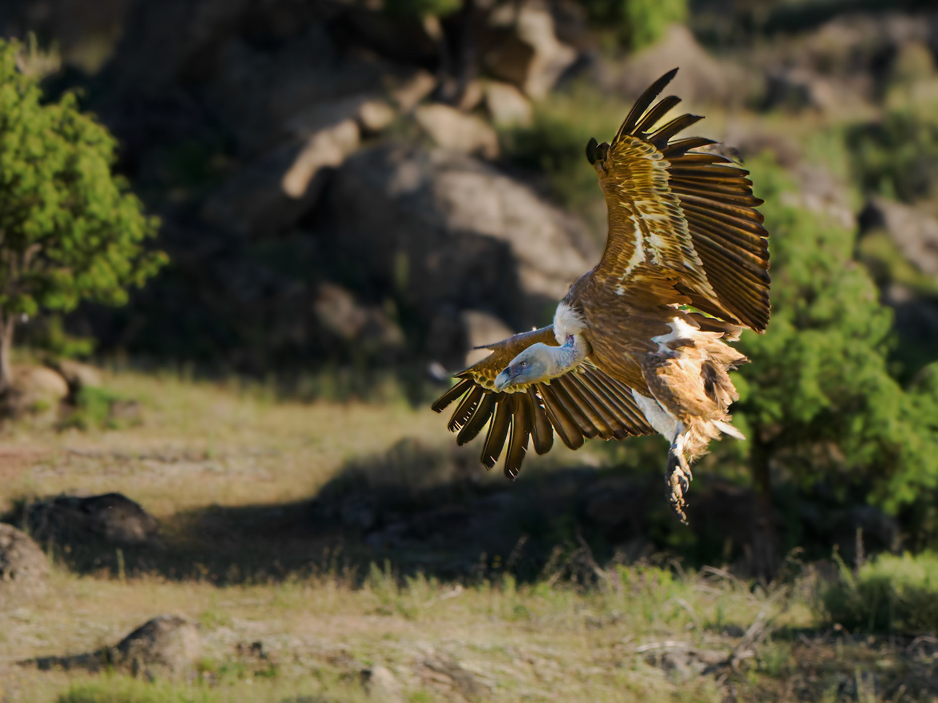 Gänsegeier im Anflug