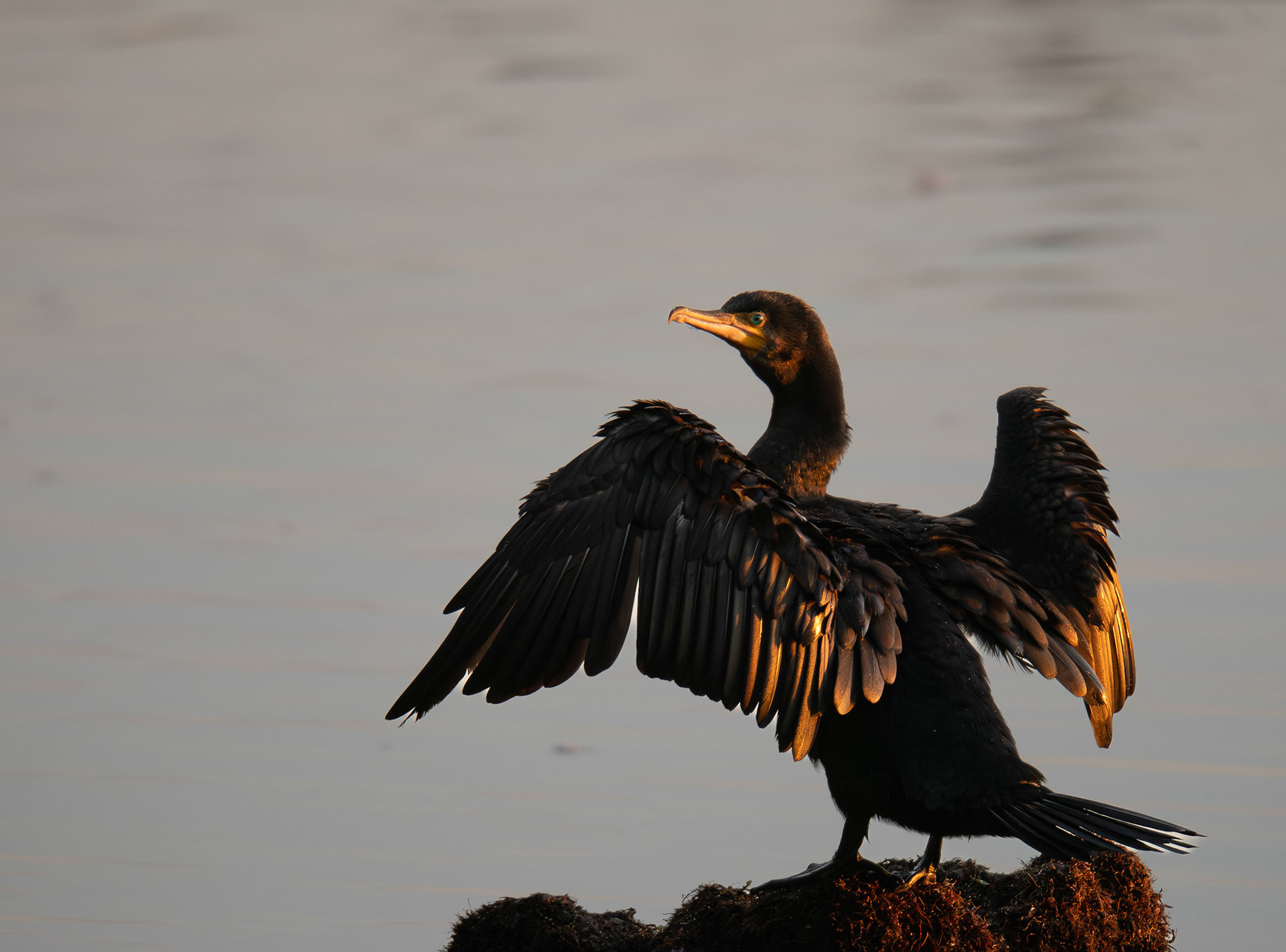 Kormoran in frühem Streiflicht