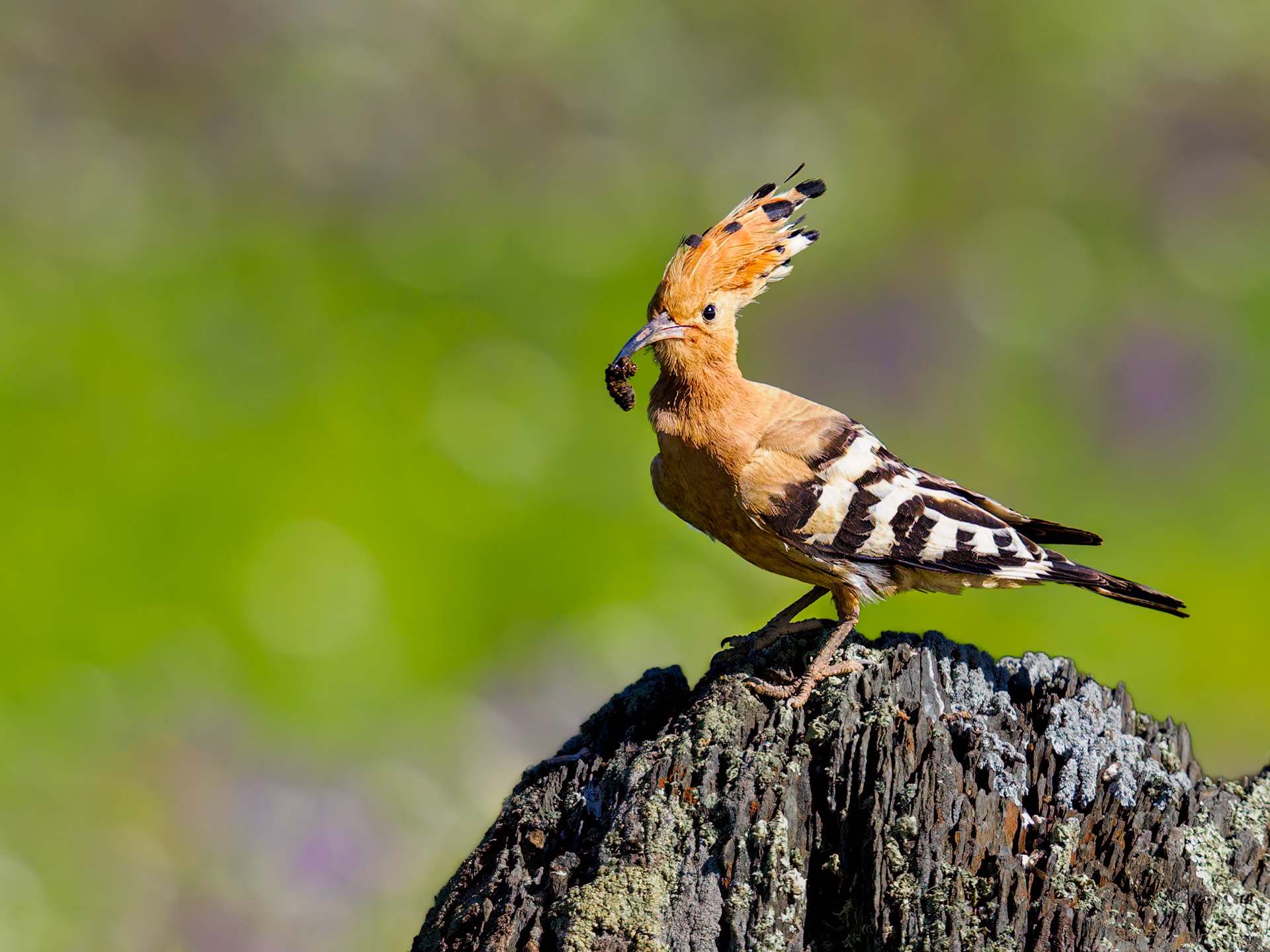 Wiedehopf mit Brautgeschenk
