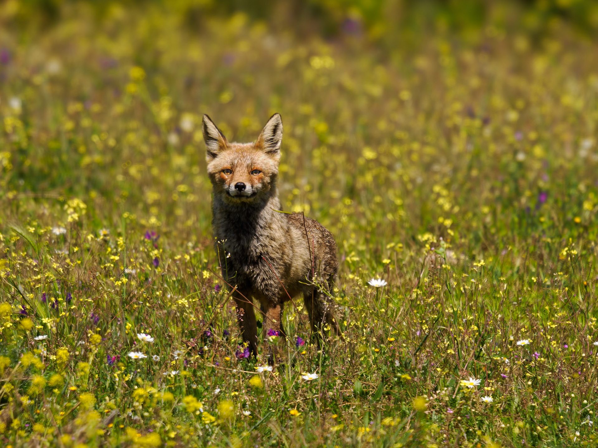 mutiger Rotfuchs in Blumenwiese