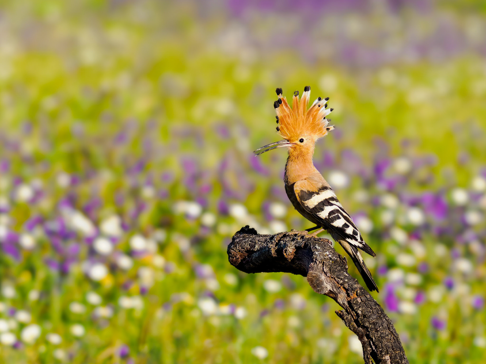 erregter Wiedehopf im Blumemmeer