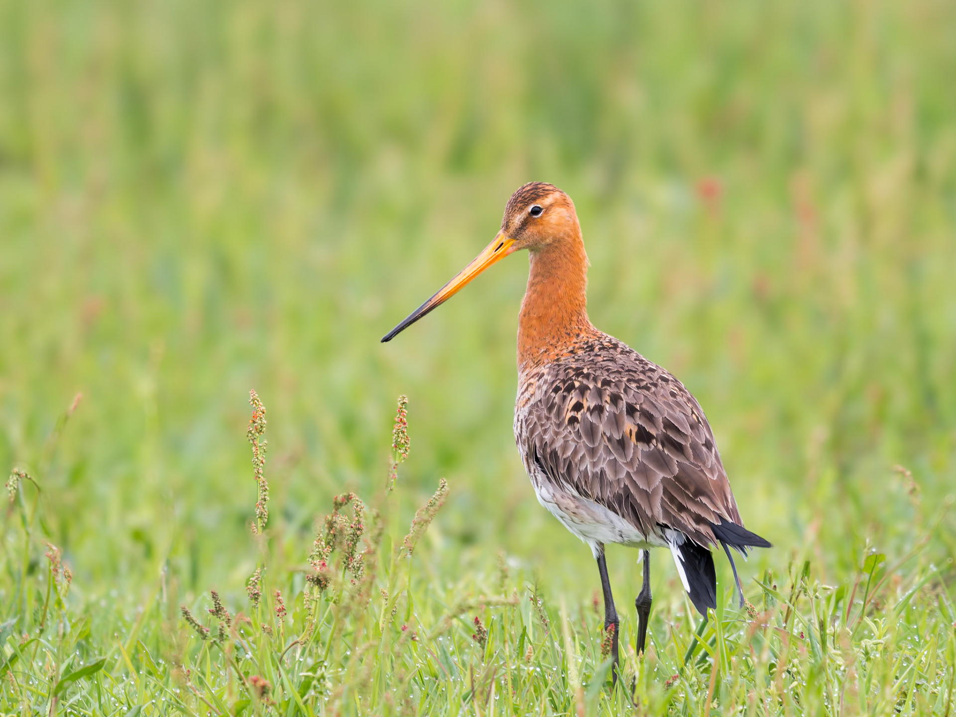 Uferschnepfe in der Wiese