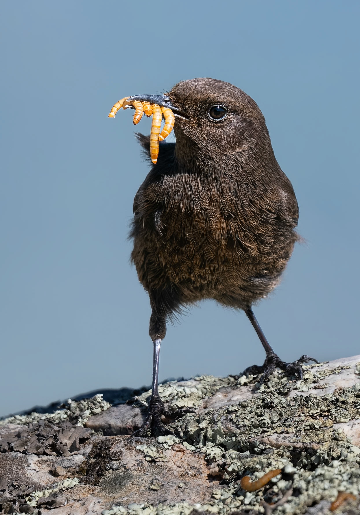 Trauersteinschmätzer ( angefüttert )
