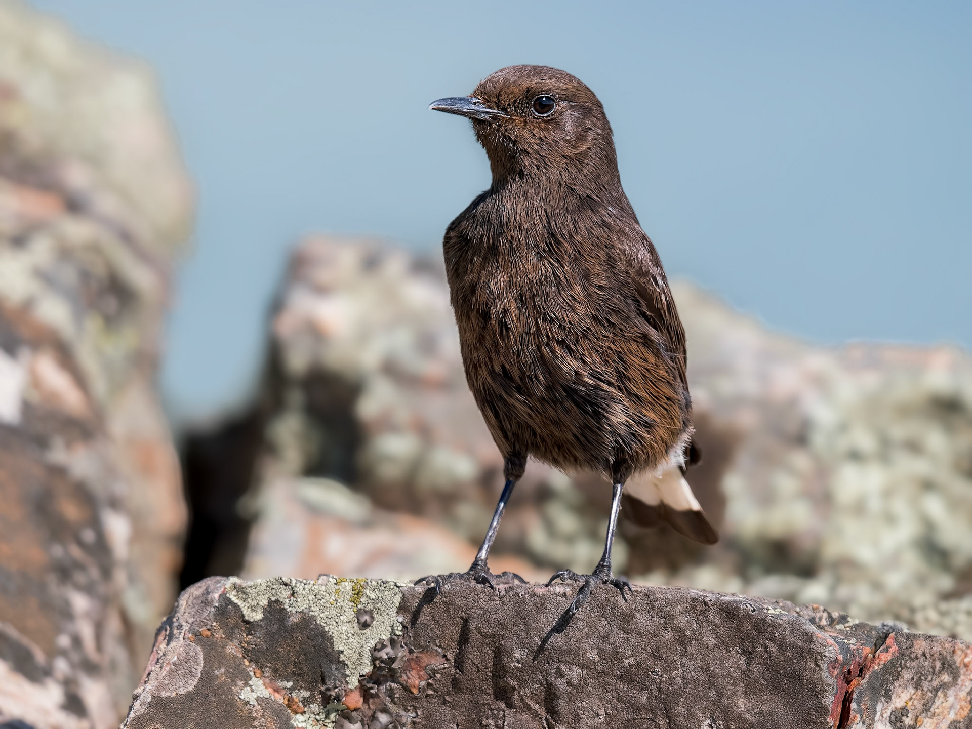 Trauersteinschmätzer ( angefüttert )