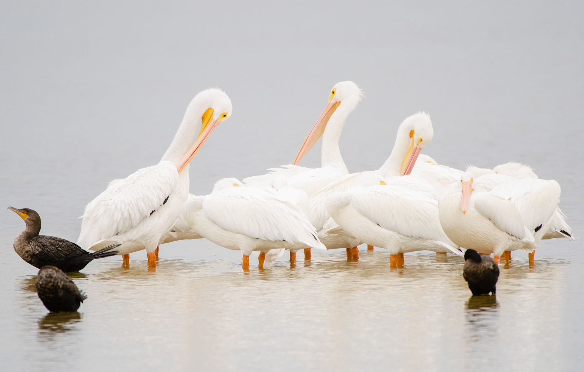 Pelikane und Kormorane