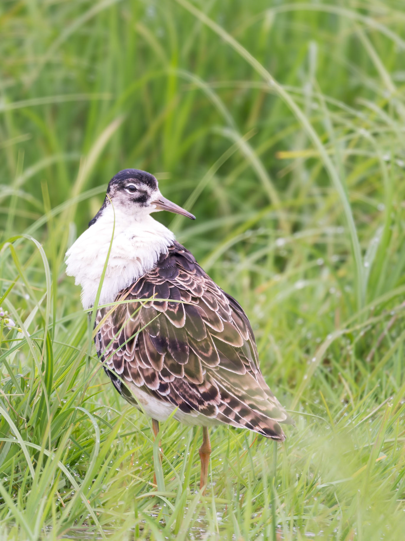 Kmpfläufer im Schlichtgewand in Wiese