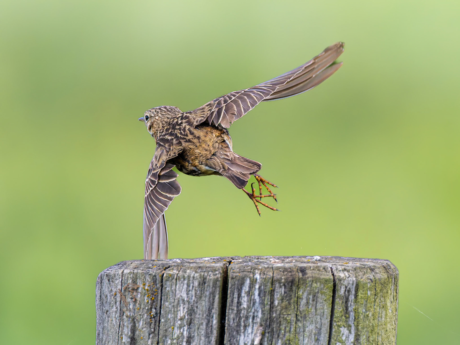 "this bird has flown"