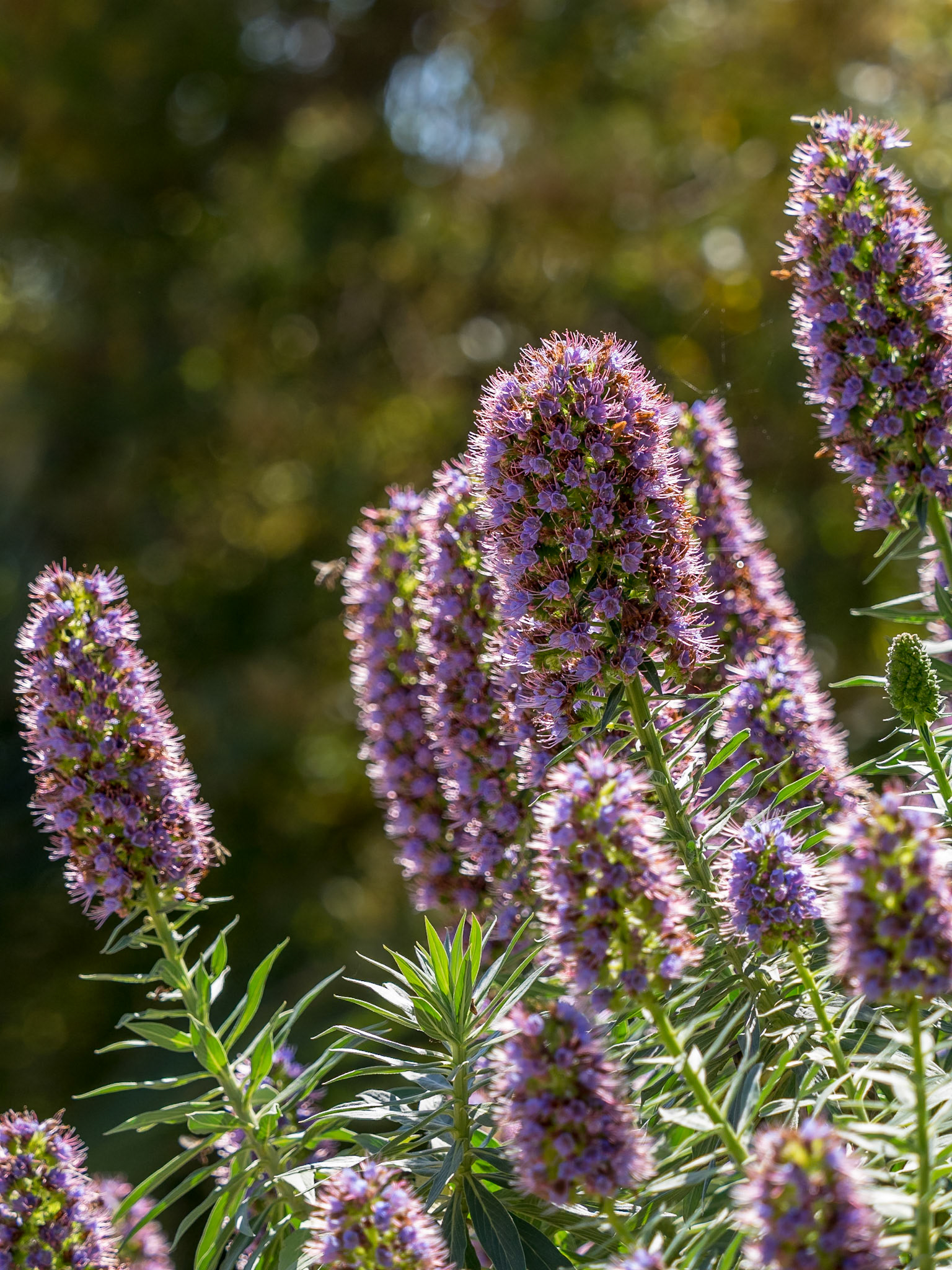 Botanischer Garten Blanes