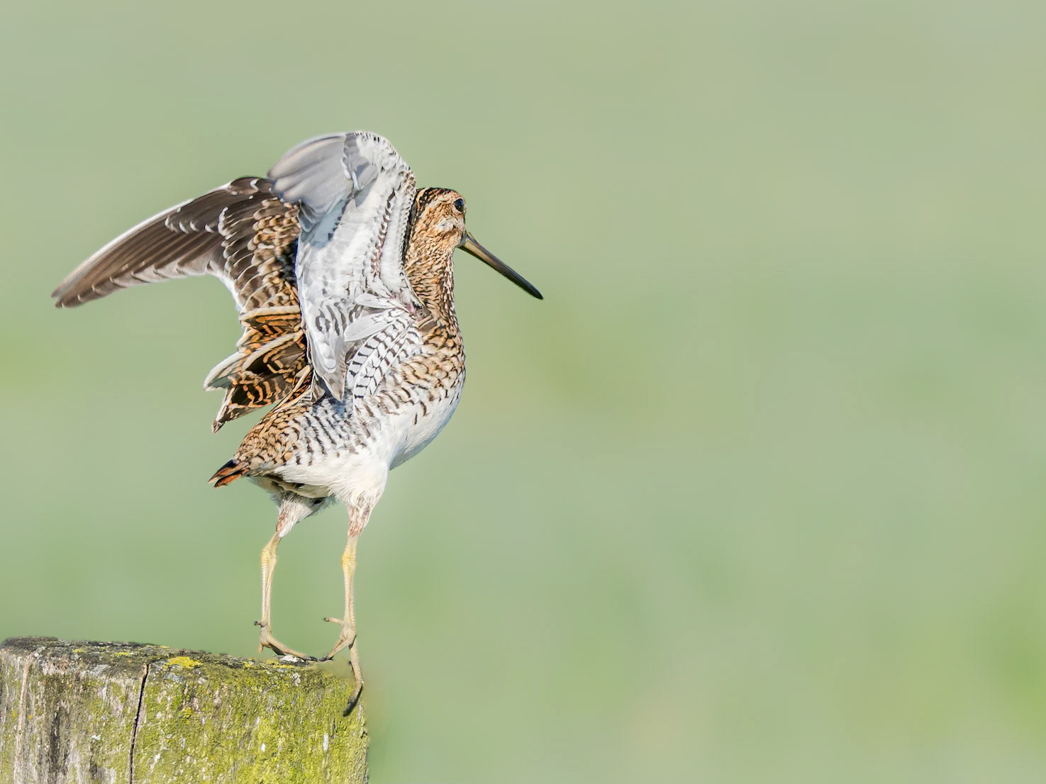 Zwergschnepfe beim Abflug