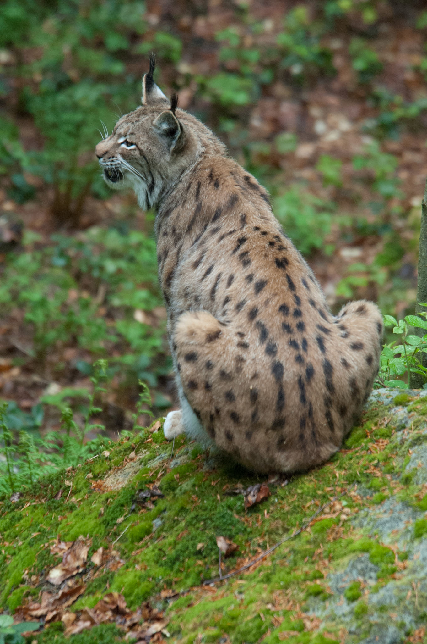 Luchs