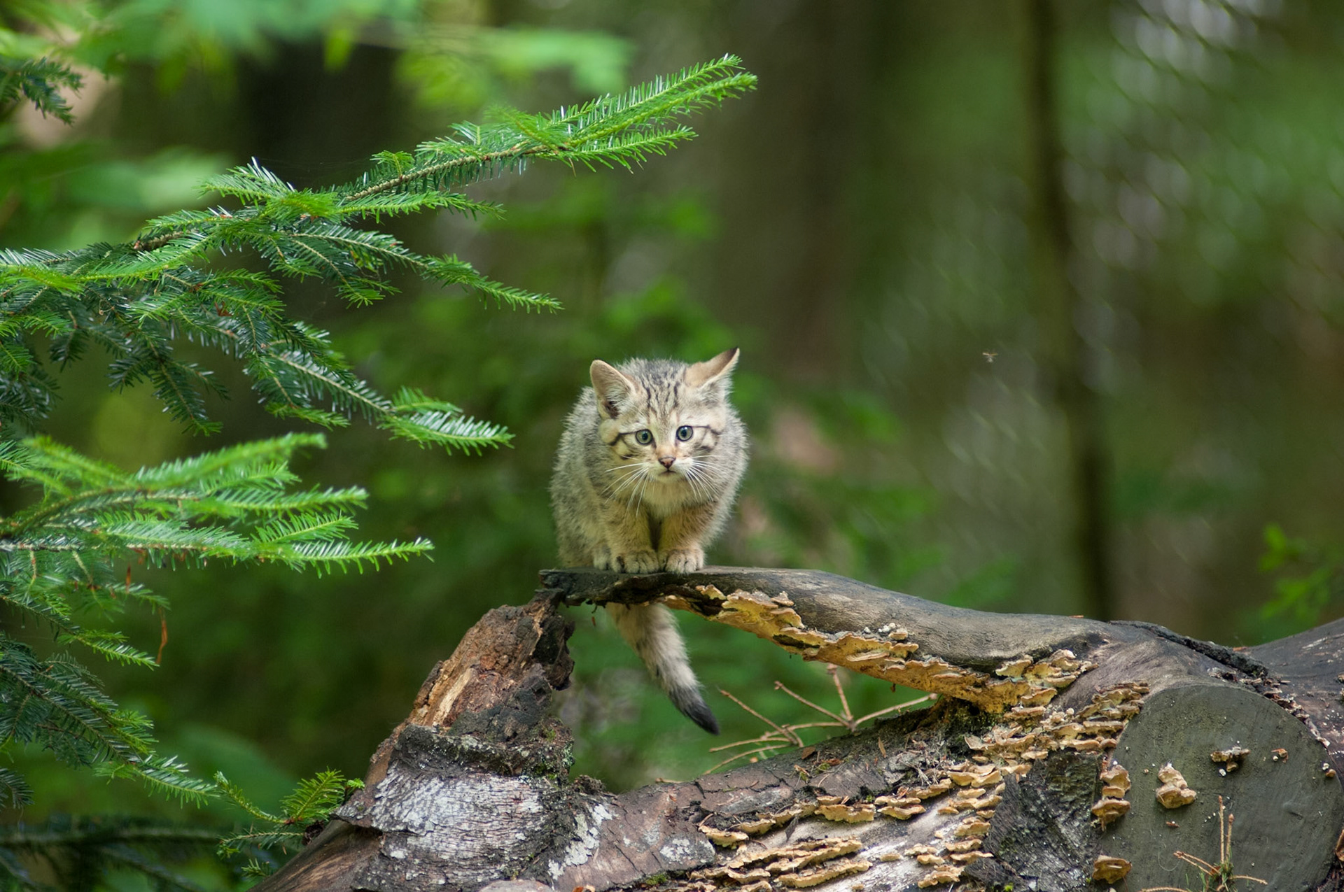 Wildkatze