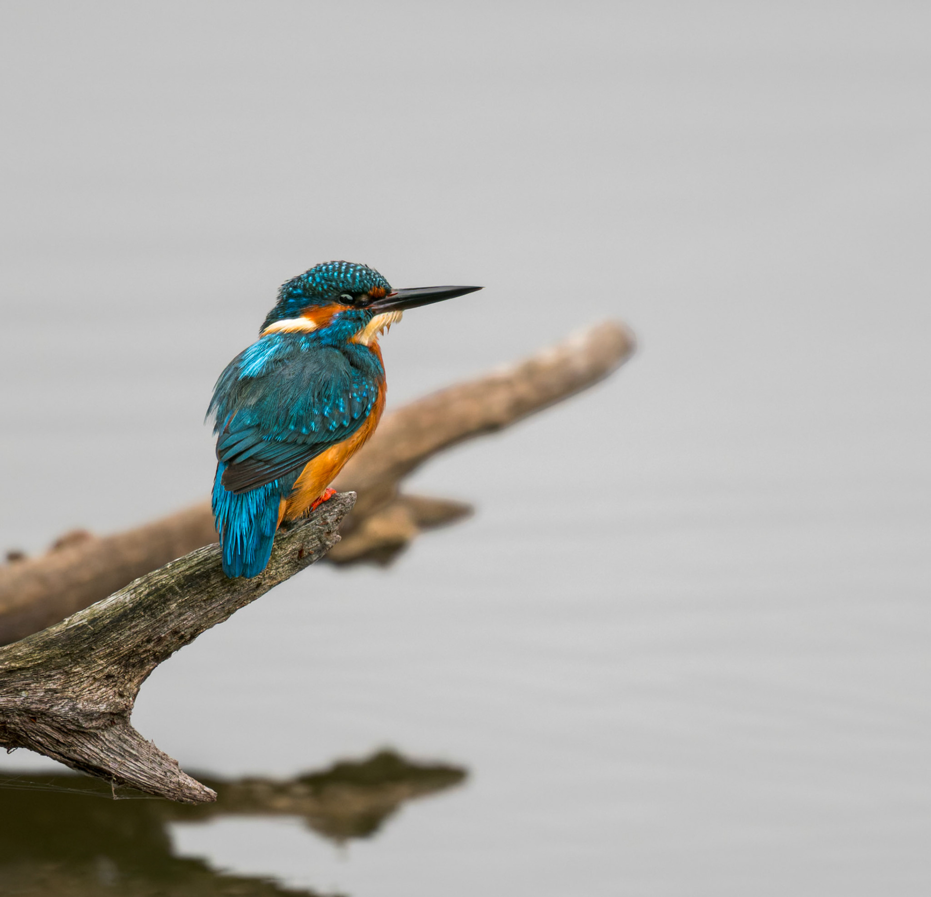 Eisvogel