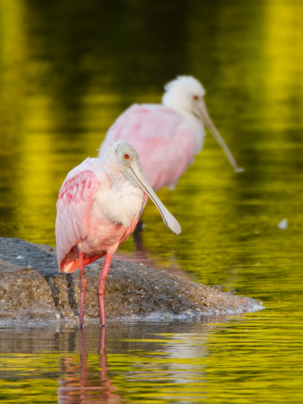 rosa Löffler am frühen Morgen
