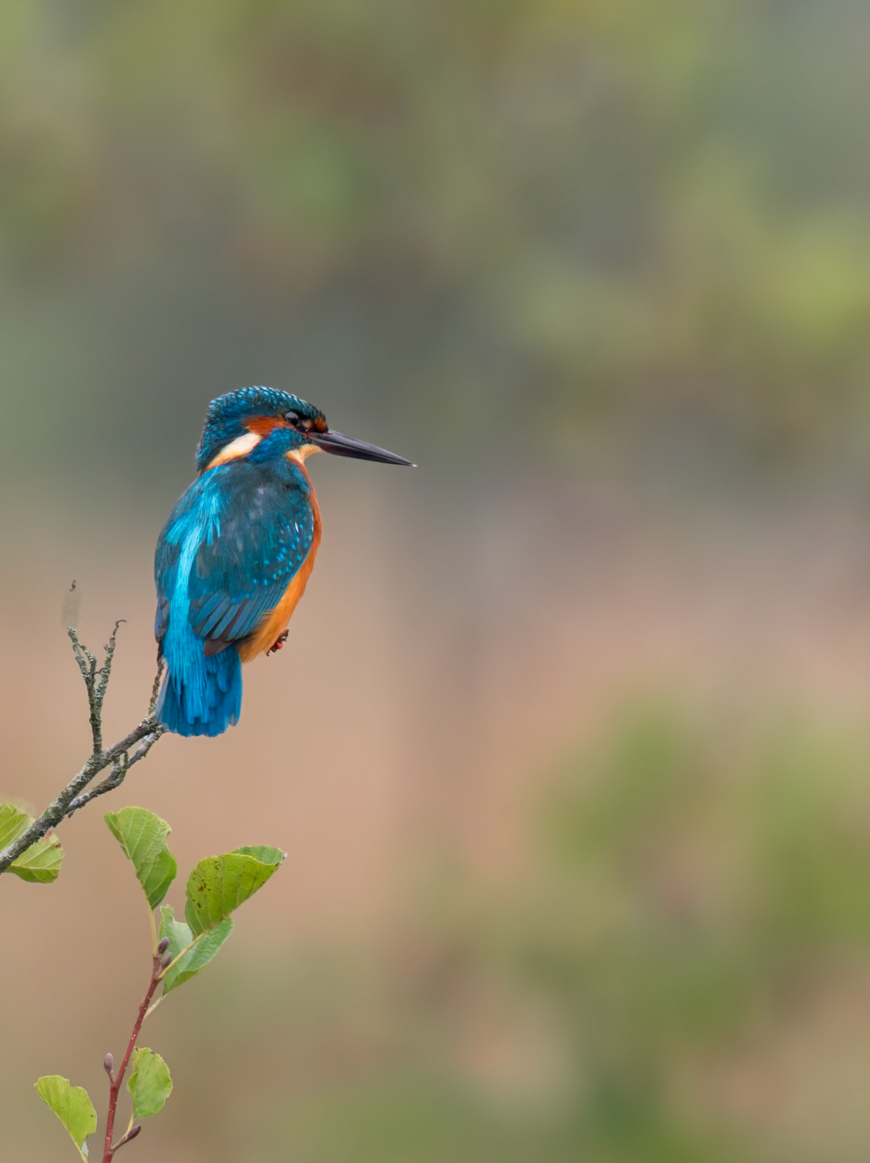 Eisvogel