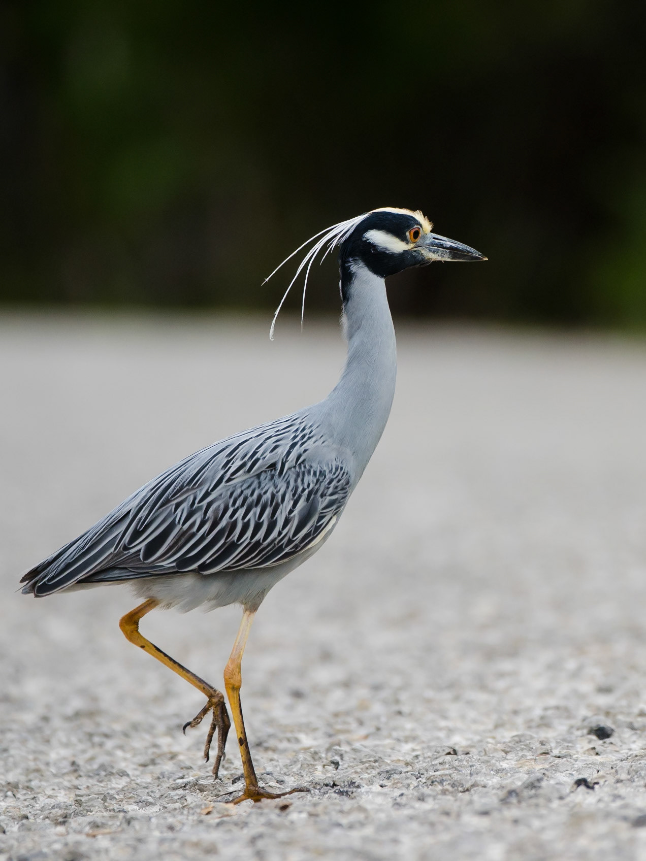Krabbenreiher