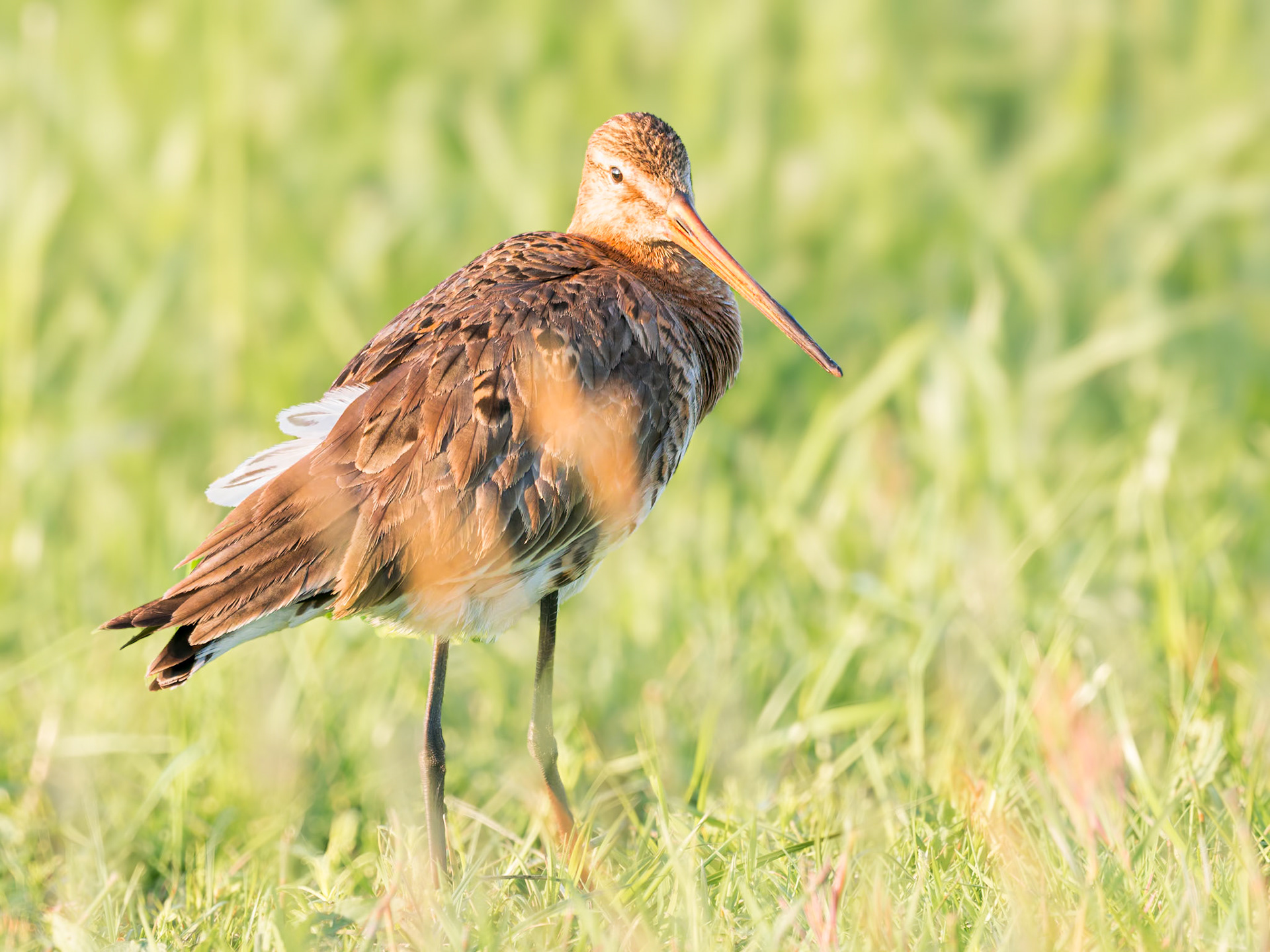 Uferschnepfe auf Wiese