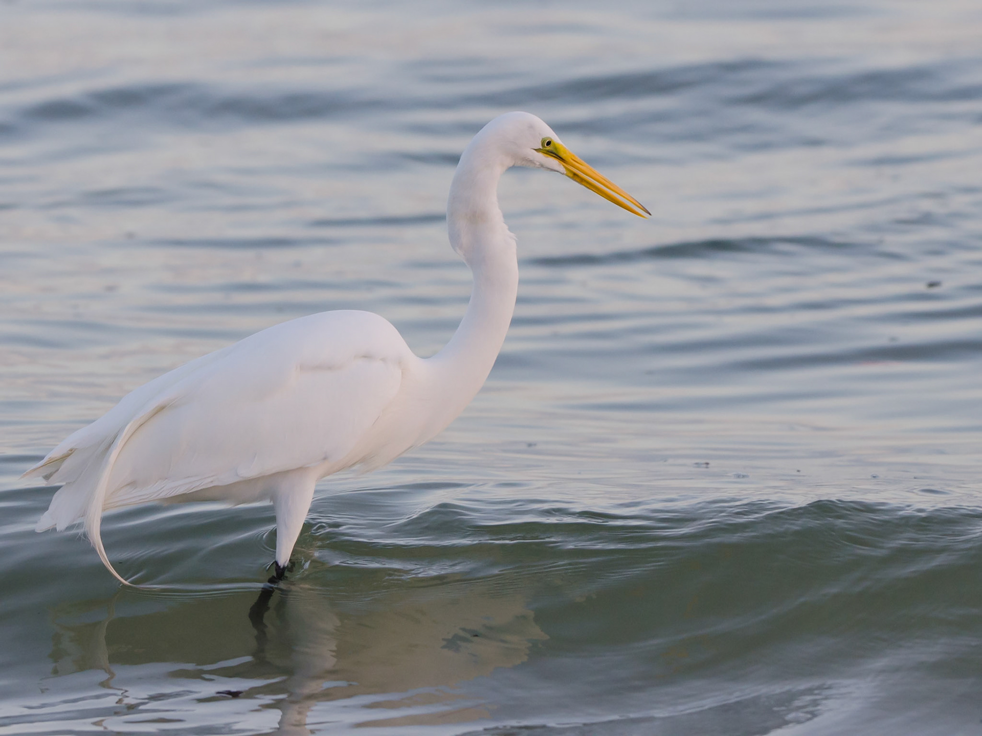 Silberreiher - bin ich nicht schön !