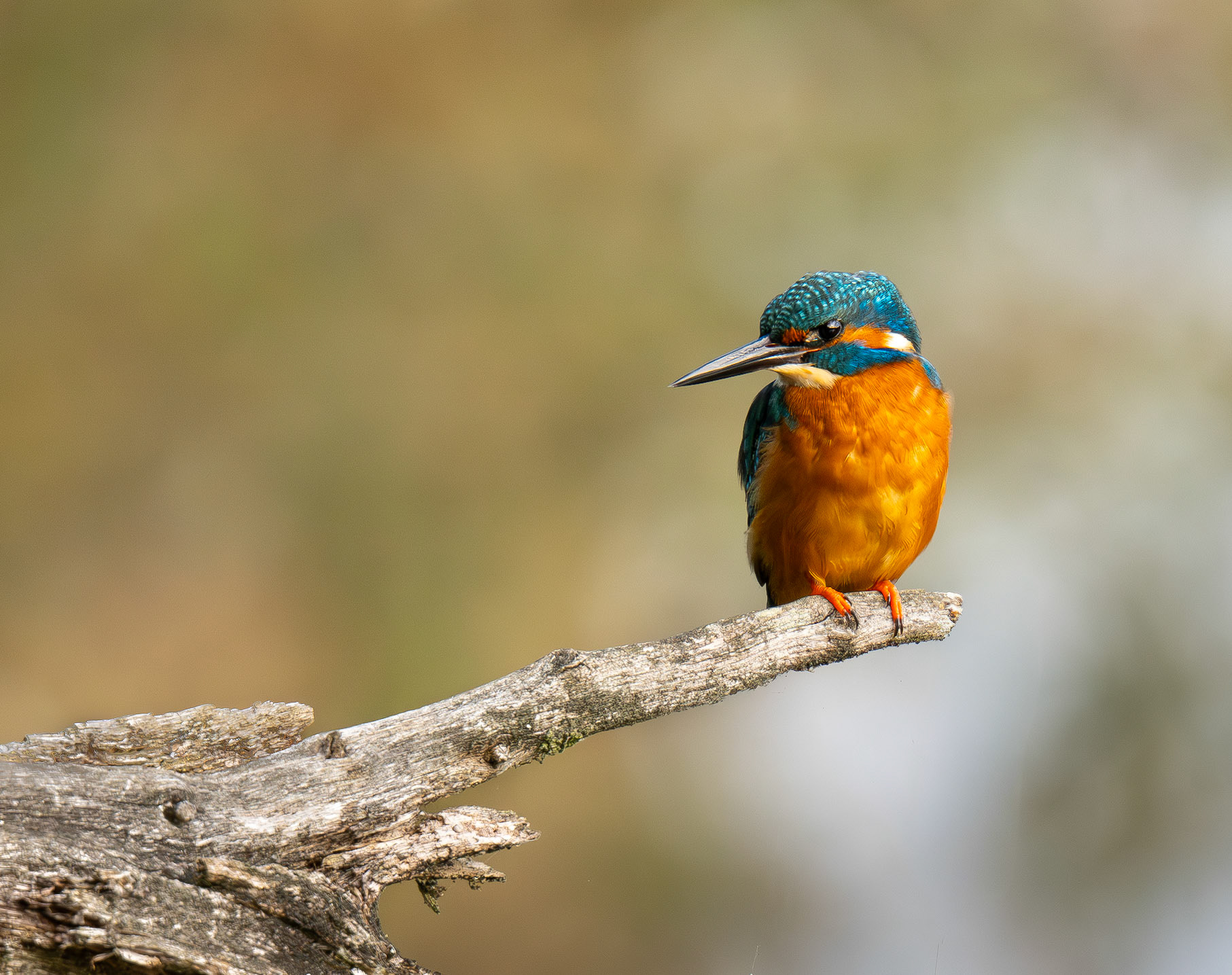 Eisvogel
