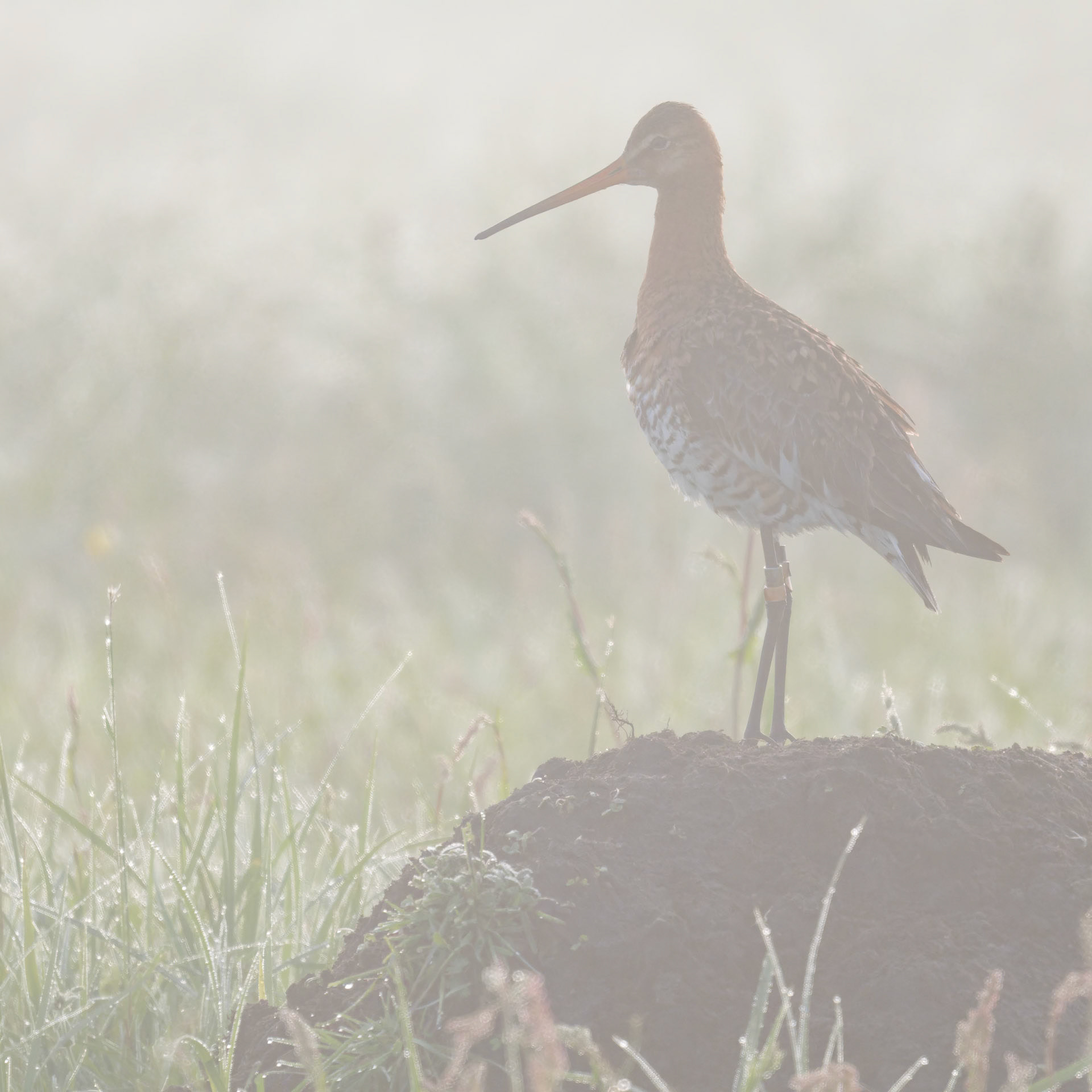 Uferschnepfe im Morgennebel