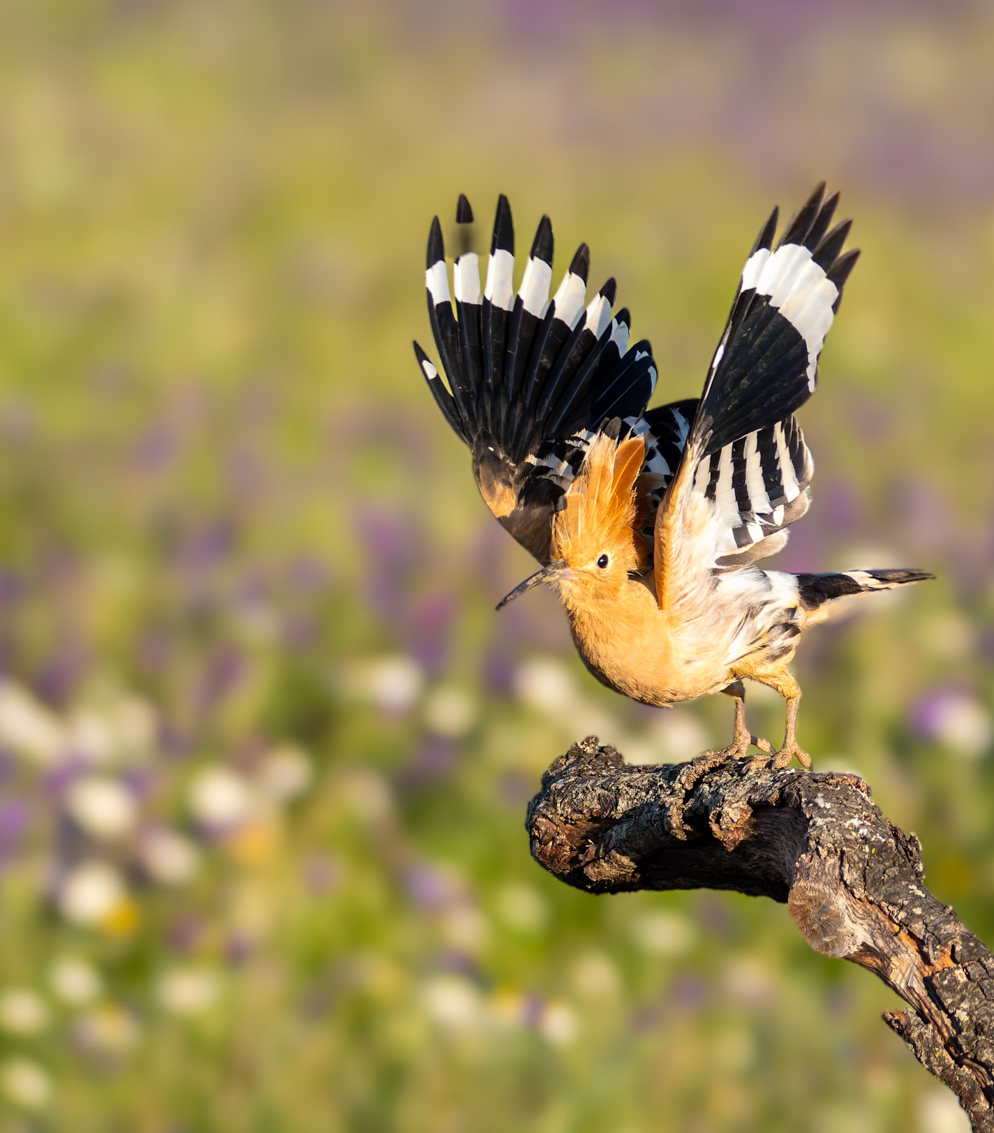 Wiedehopf beimAbflug