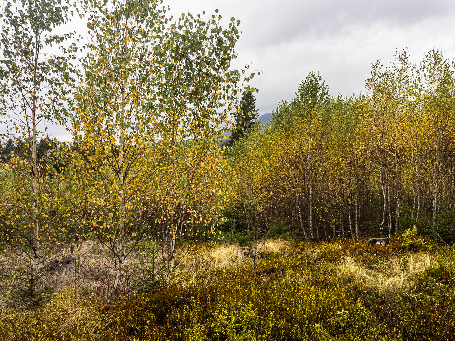 Herbstfarben