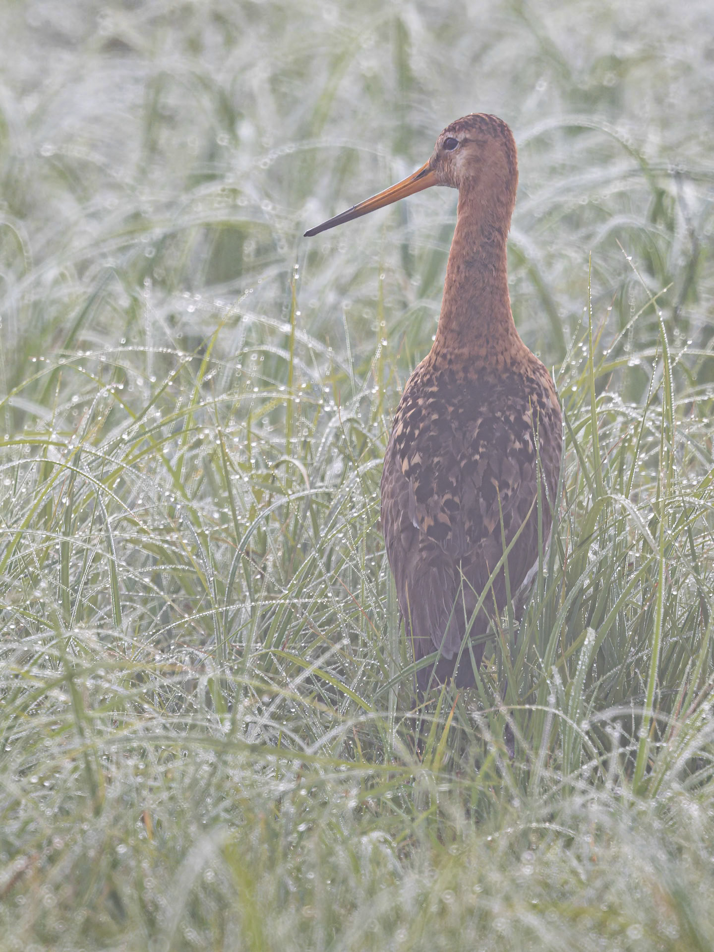 Uferschnepfe im Morgennebel