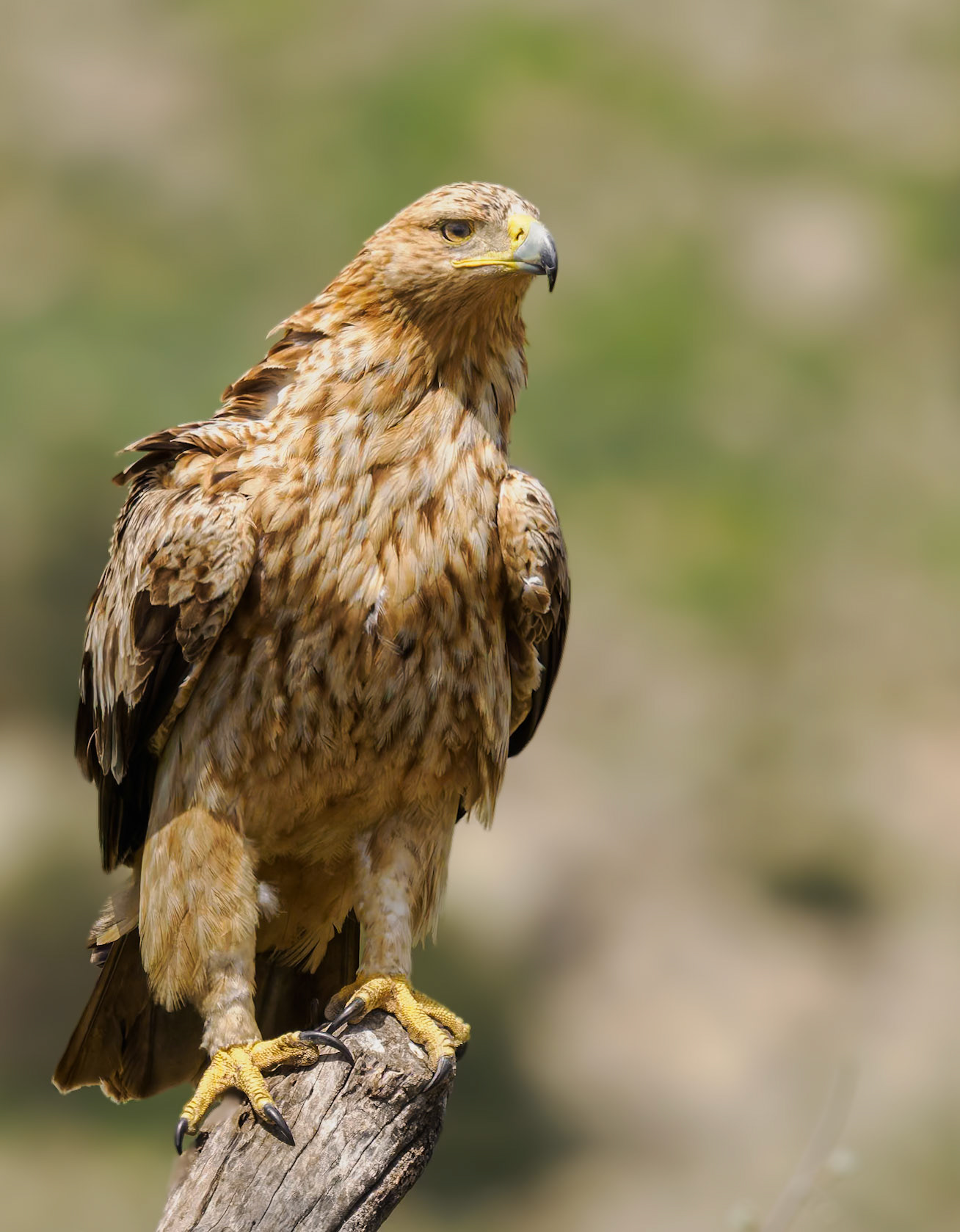 spanischer Kaiseradler