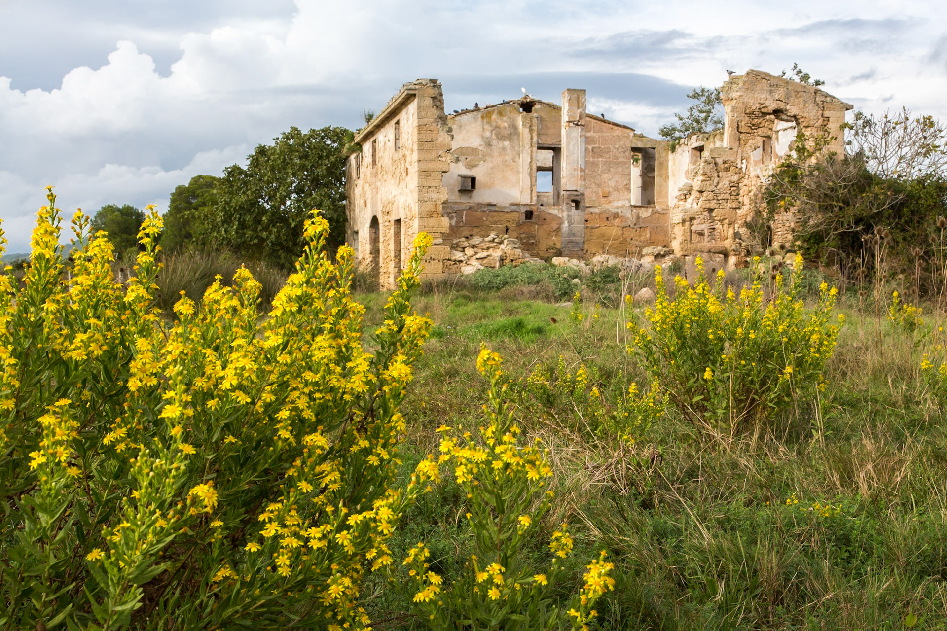 Ruine mit Vögel im Feuchtgebiet Parc natural de s’Albufera de Mallorca