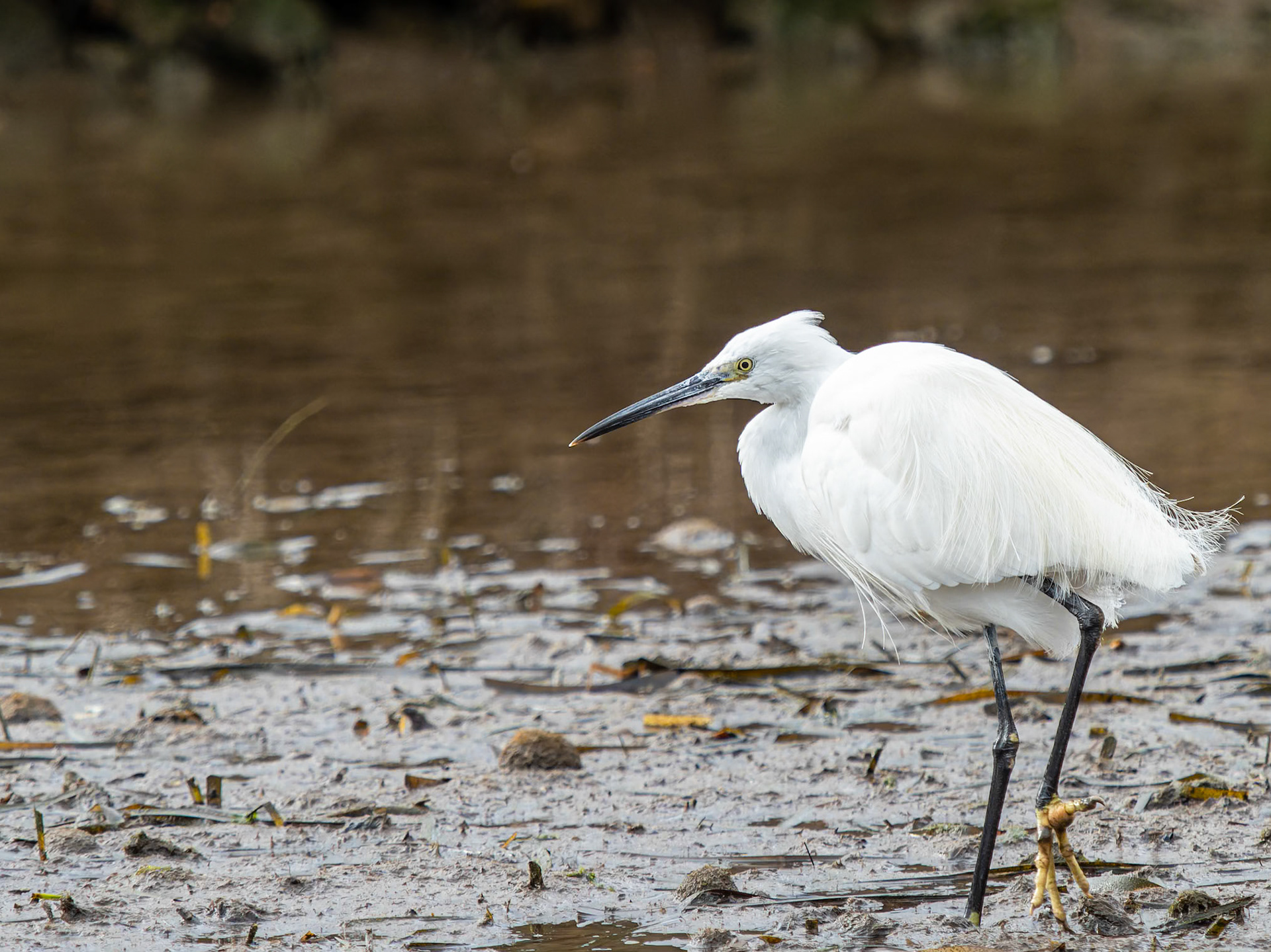 Seidenreiher in einem Stadtpark