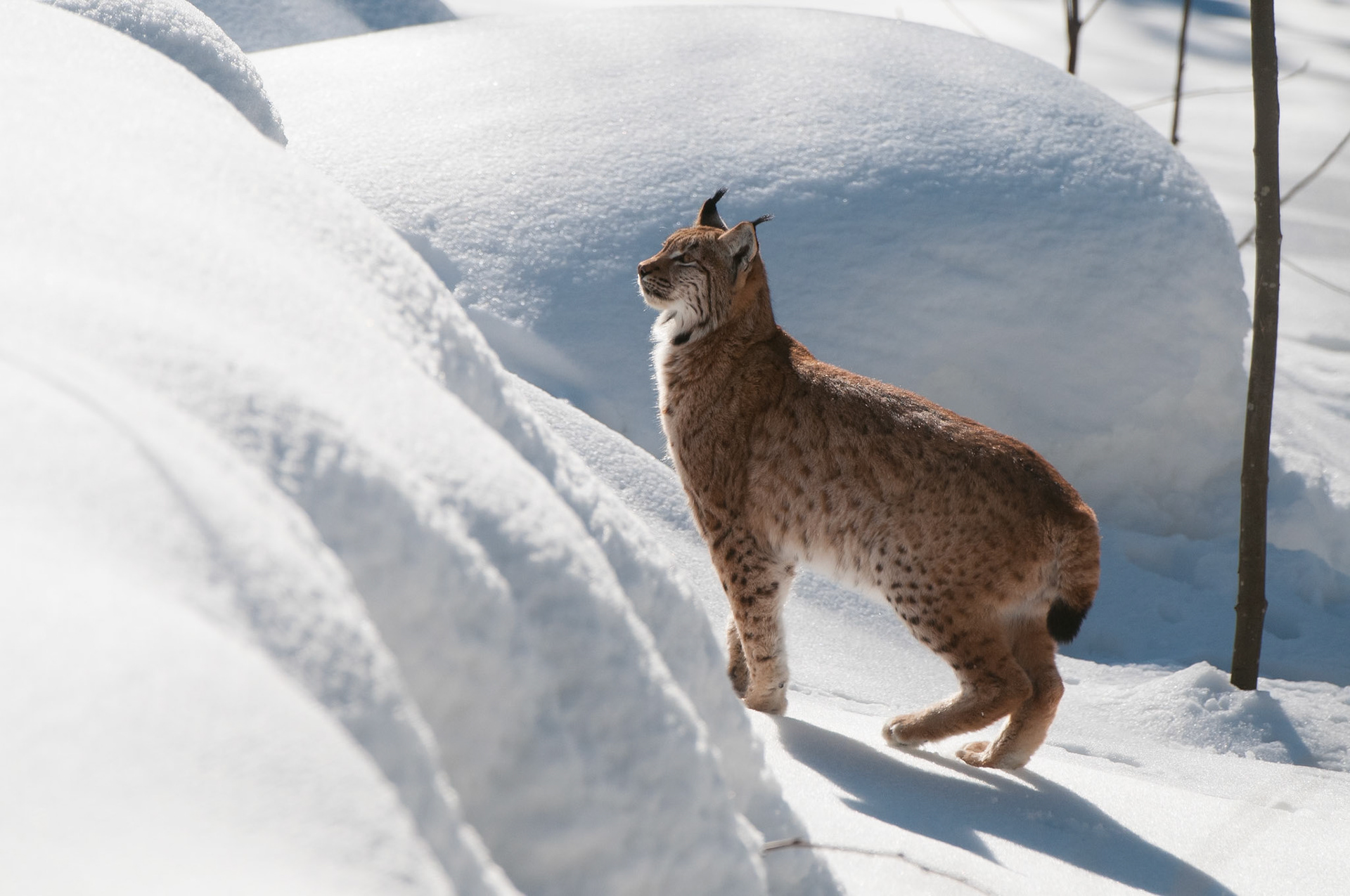 Luchs im Schnee