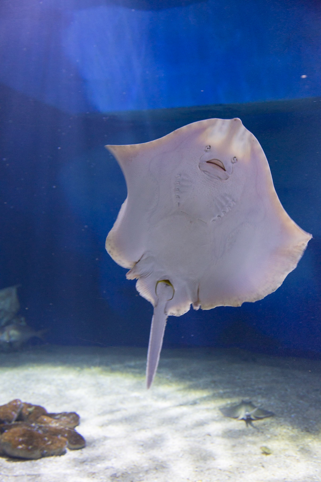 Mantarochen im Aquarium Cabrera in Colonia Sant Jordi