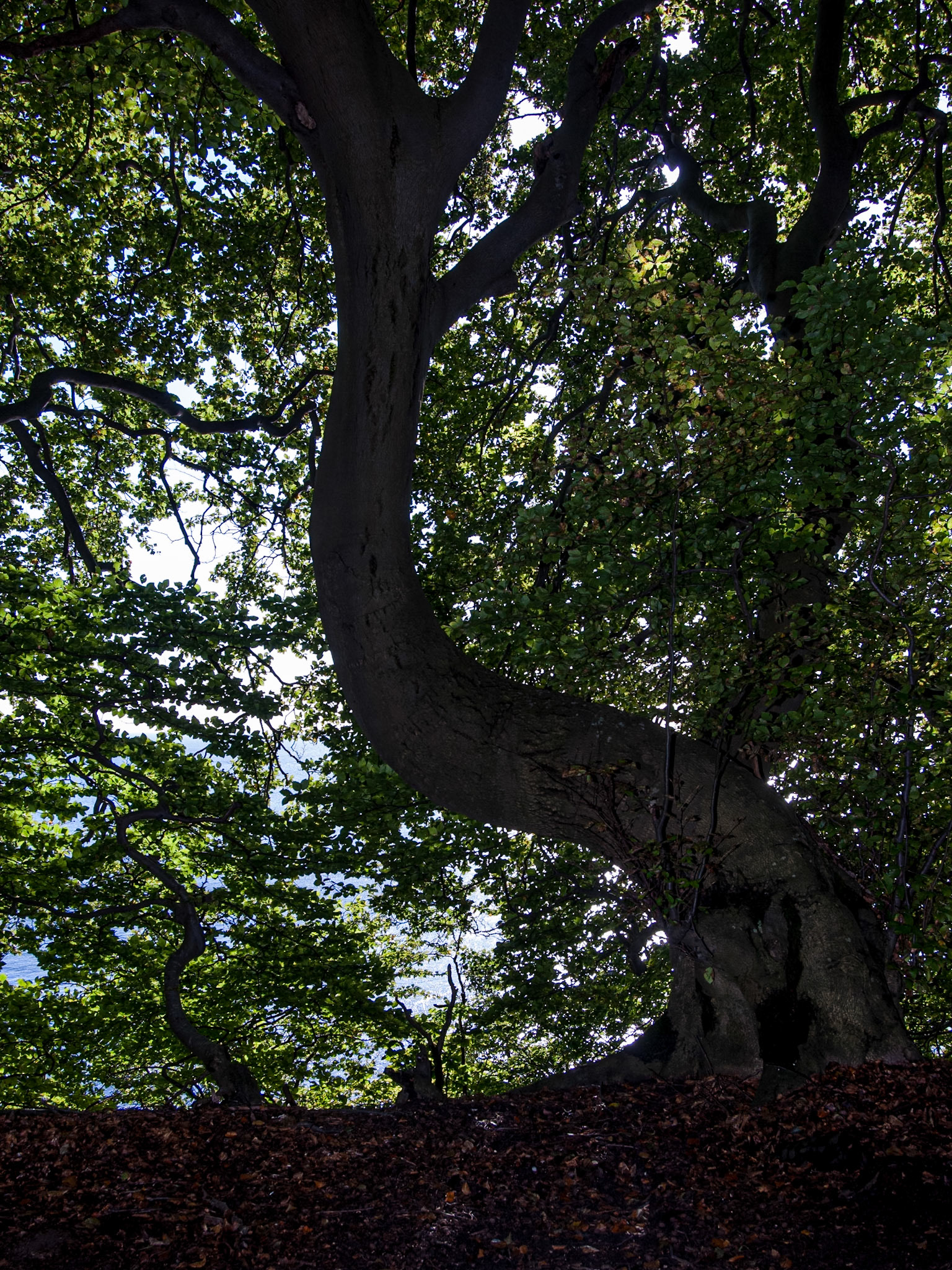 alter Baum im Nationalpark Jasmund