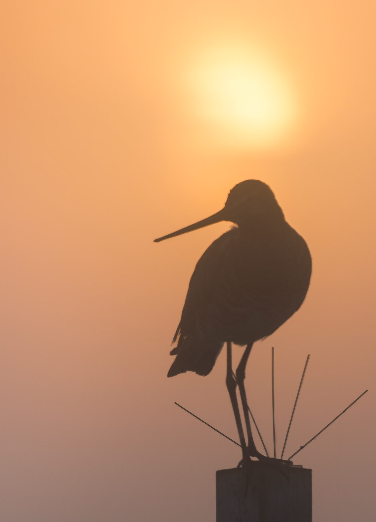 Uferschnepfe, Limosa Limosa