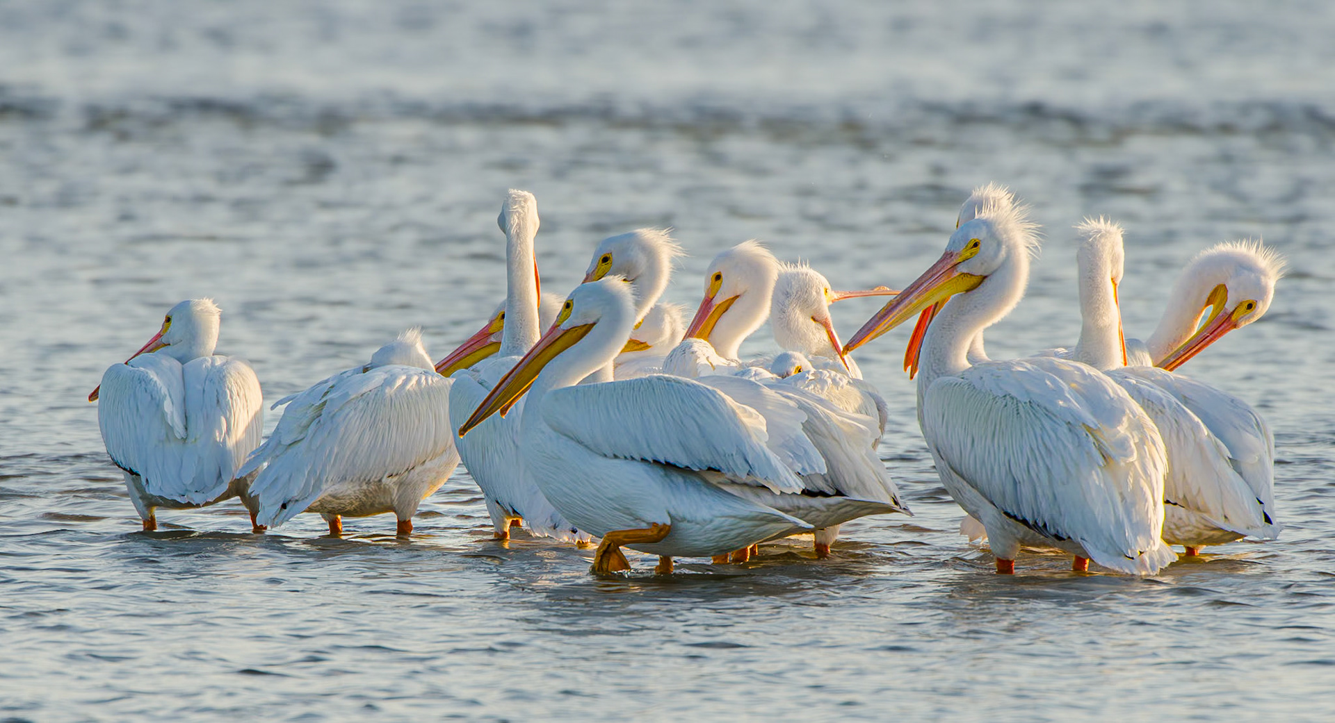 Gruper weißer Pelikane